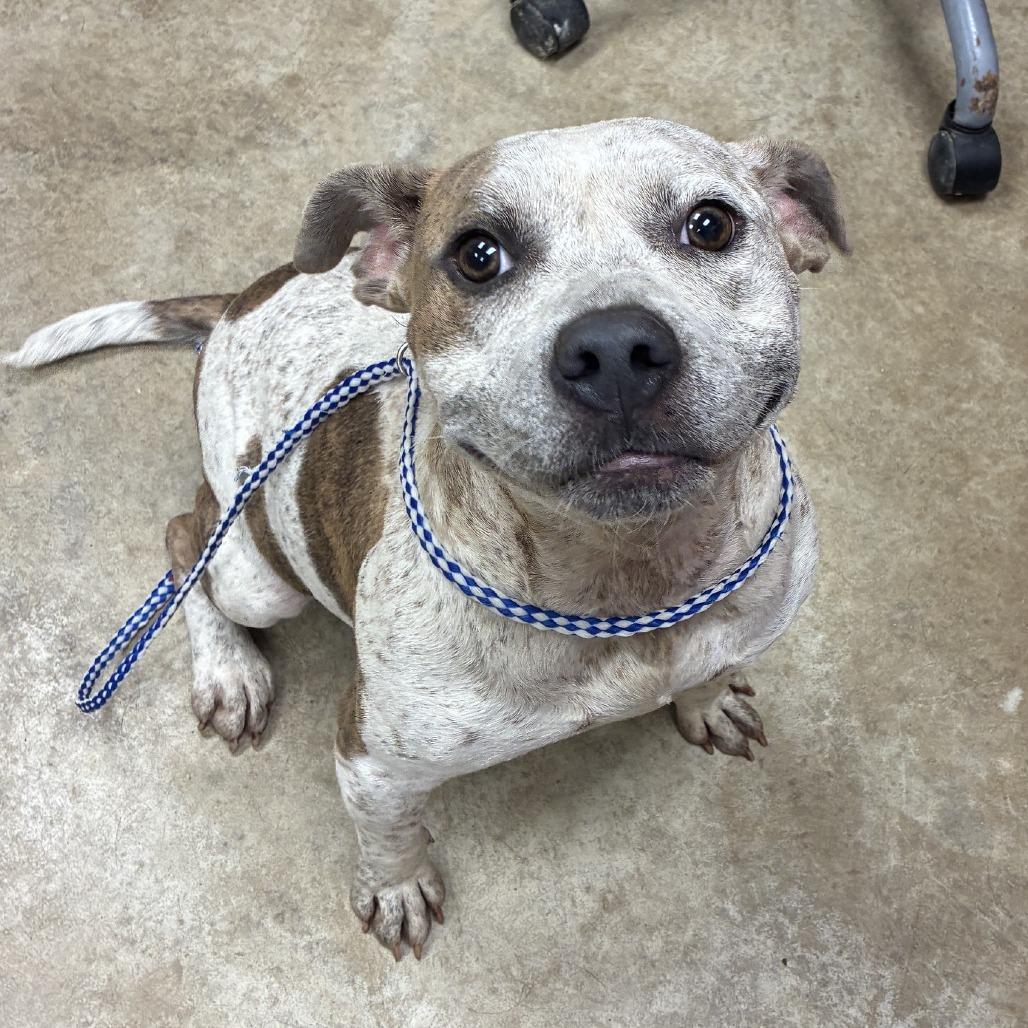 Enlarge Macey - 071302U, a Adoptable mixed breed in Tupelo, MS image 1/2