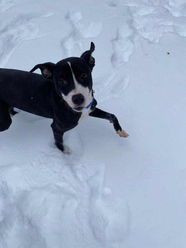 Sprinkles, Adoptable, Young Male Mixed Breed.