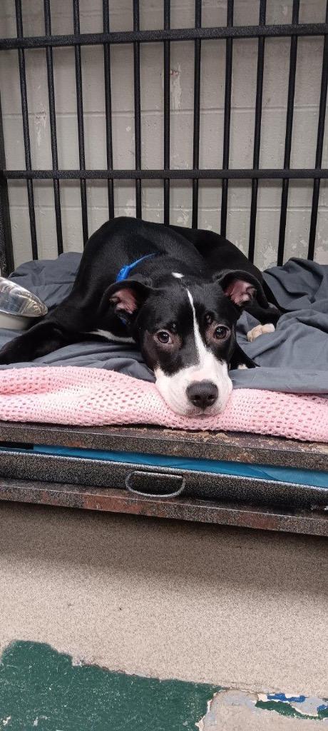 Enlarge Sprinkles, a Adoptable mixed breed in Springfield, OH image 2/6