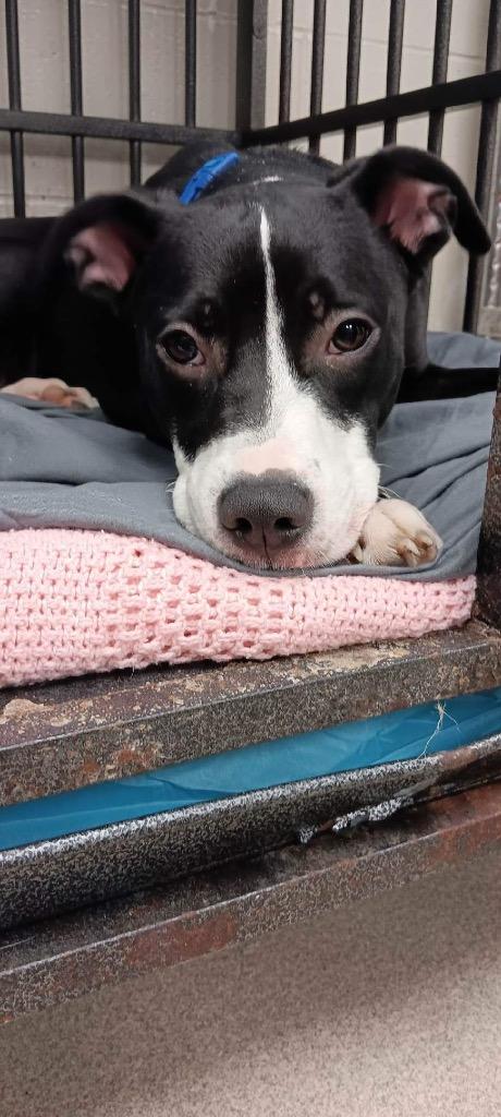 Enlarge Sprinkles, a Adoptable mixed breed in Springfield, OH image 2/2