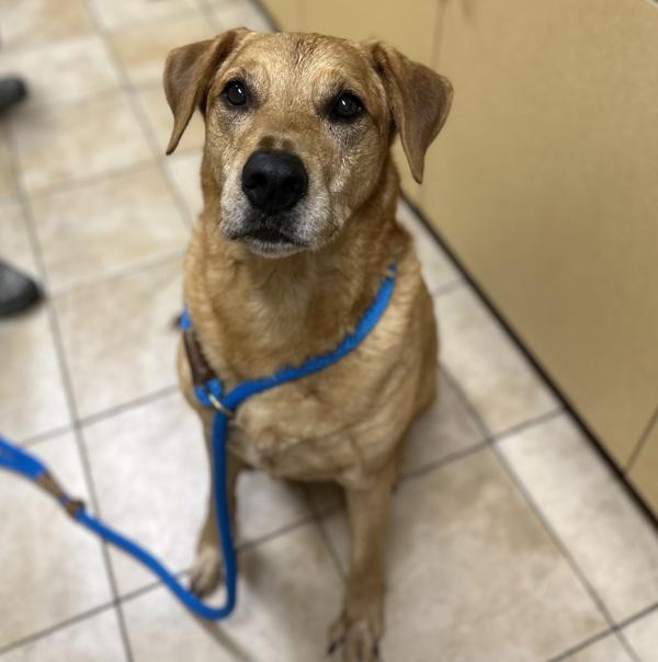 Enlarge Sweet Potato (mcas), a Adoptable mixed breed in Troutdale, OR image 1/5