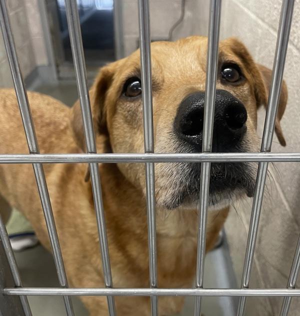 Enlarge Sweet Potato (mcas), a Adoptable mixed breed in Troutdale, OR image 2/5