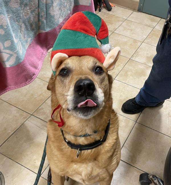 Enlarge Sweet Potato (mcas), a Adoptable mixed breed in Troutdale, OR image 4/5