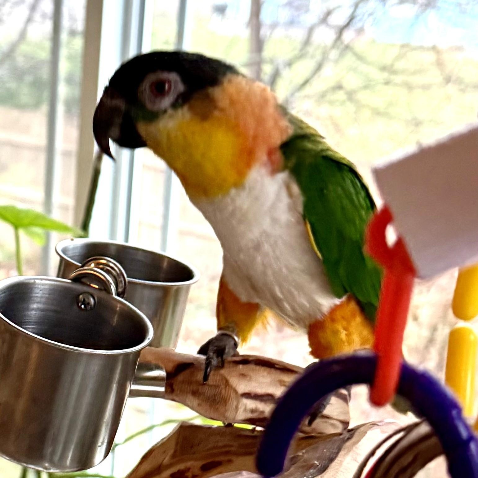 Enlarge Bugs, an adoptable Caique in Lenexa, KS image 2/3