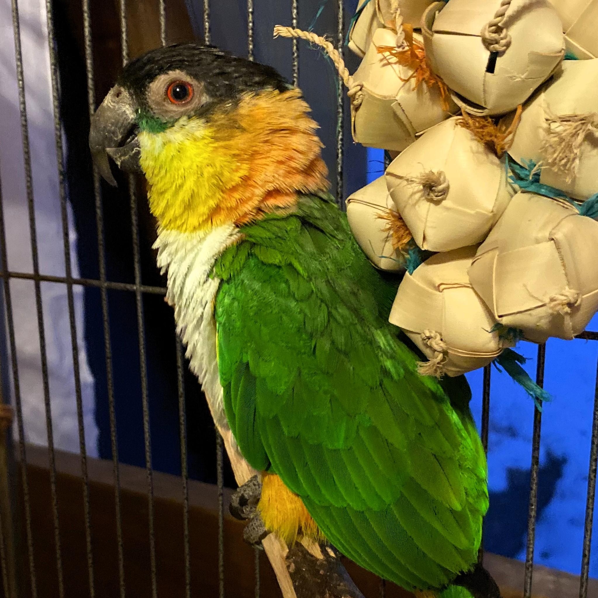 Enlarge Bugs, an adoptable Caique in Lenexa, KS image 3/3