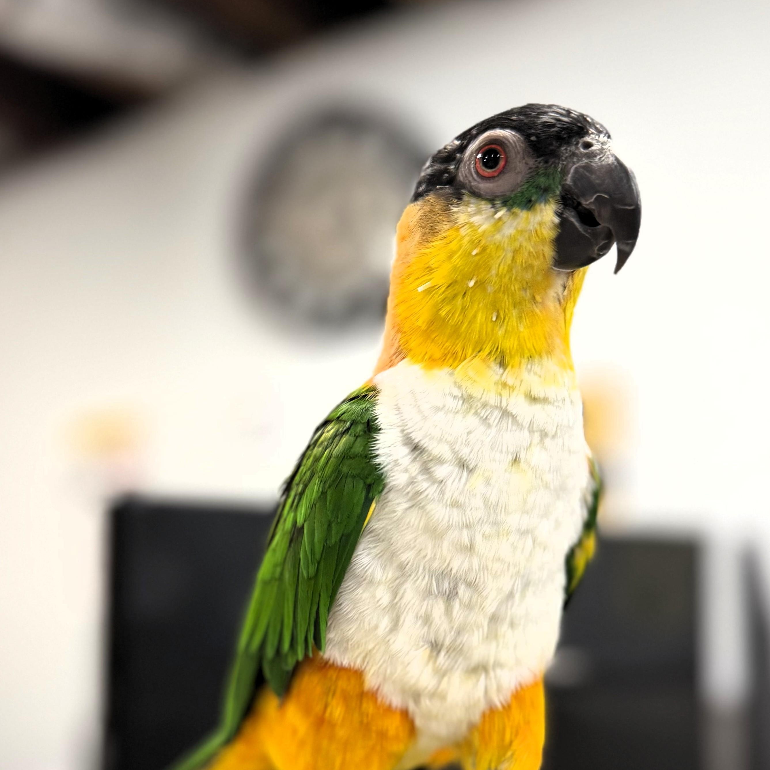 Enlarge Bugs, an adoptable Caique in Lenexa, KS image 1/3