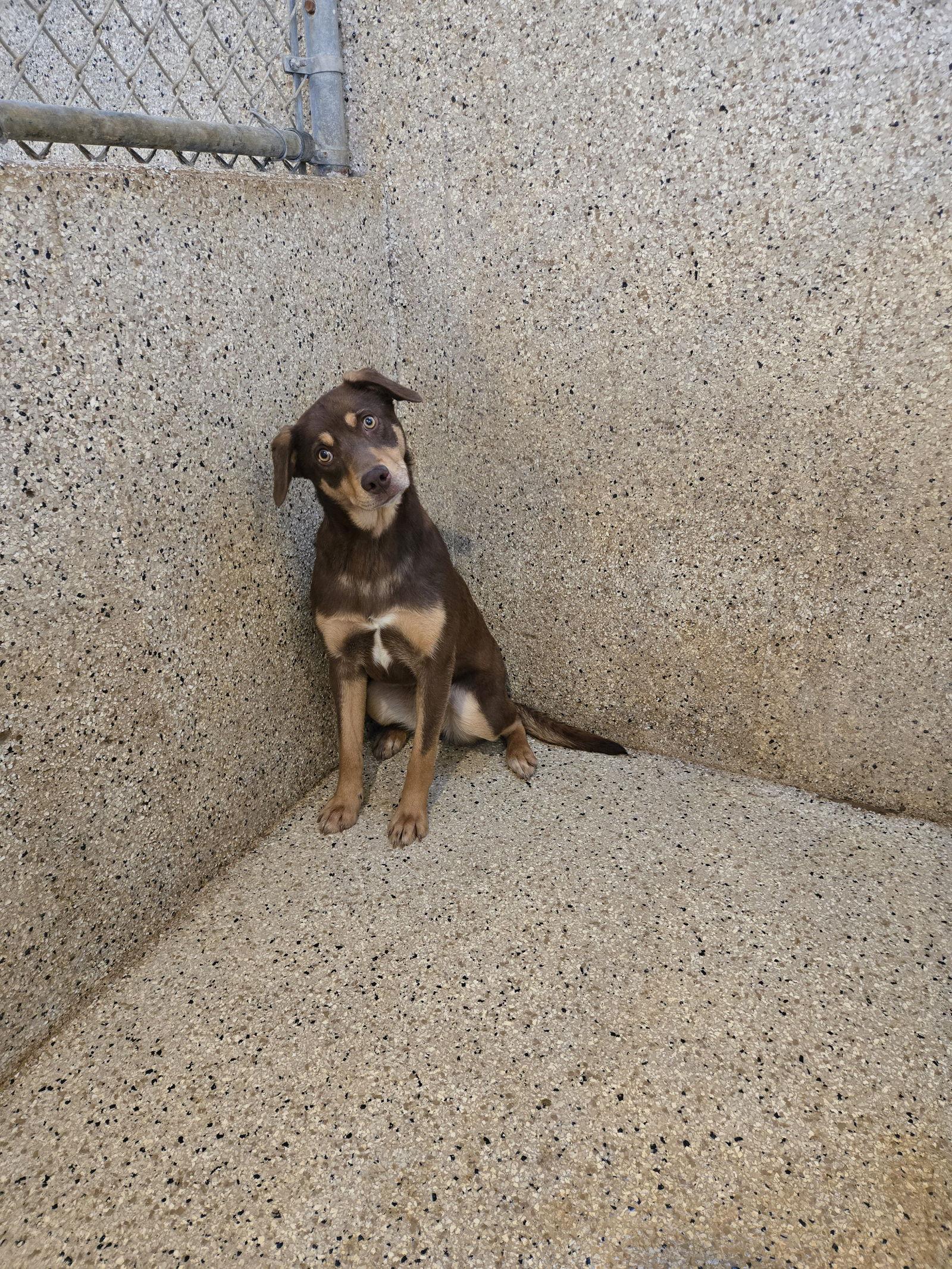 Coco, Adoptable, Young Female Chocolate Labrador Retriever.