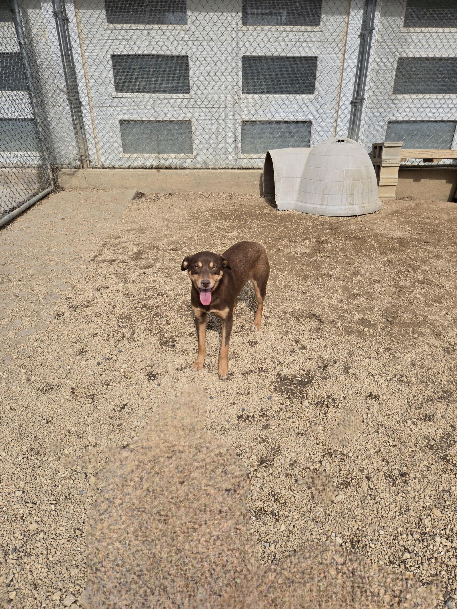 Enlarge Coco, a Adoptable Chocolate Labrador Retriever in Maquoketa, IA image 2/2