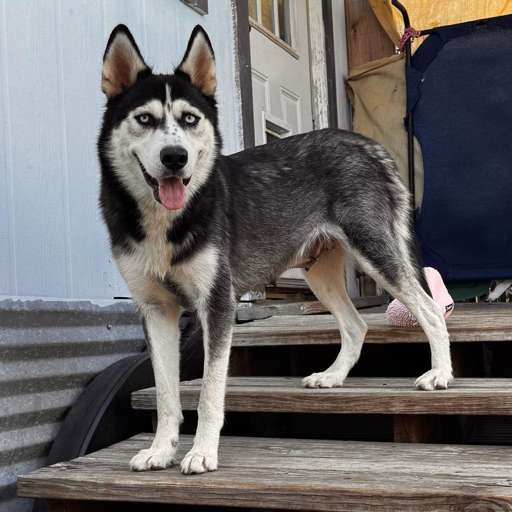 Enlarge Victoria, a Adoptable mixed breed in Leander, TX image 1/6