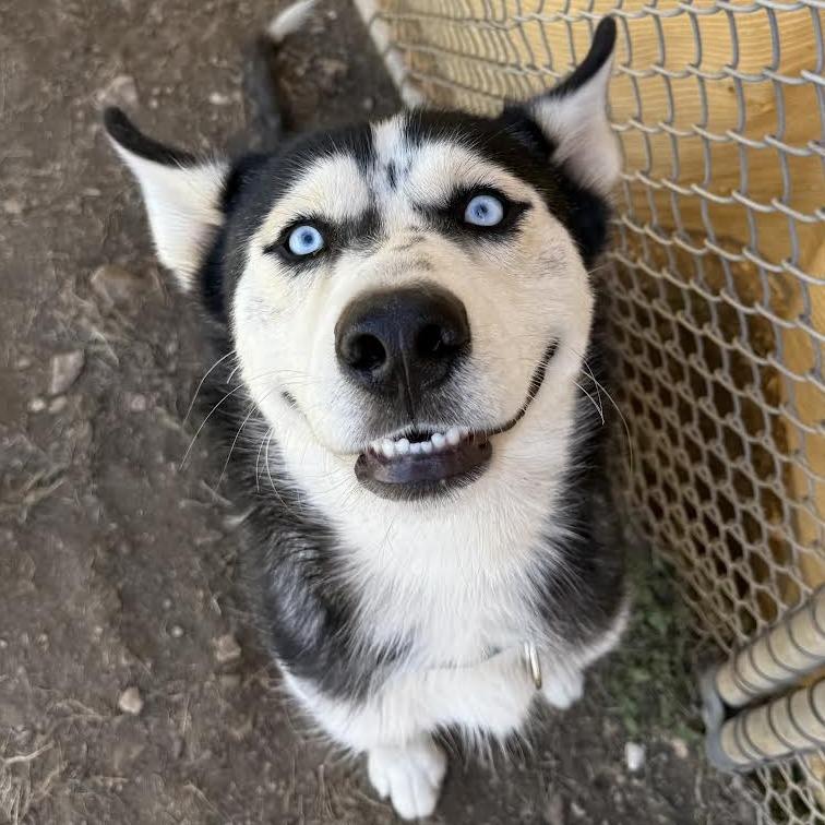 Enlarge Victoria, a Adoptable mixed breed in Leander, TX image 2/6