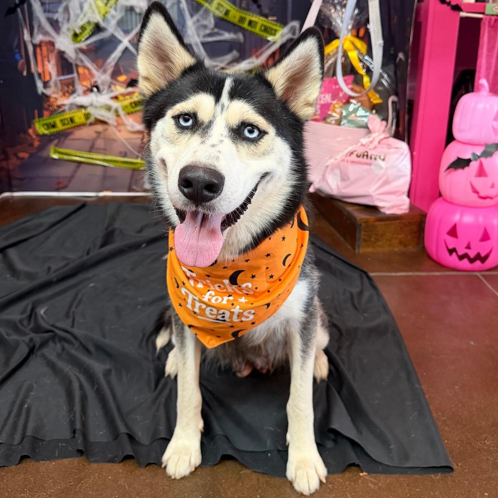 Enlarge Victoria, a Adoptable mixed breed in Leander, TX image 4/6