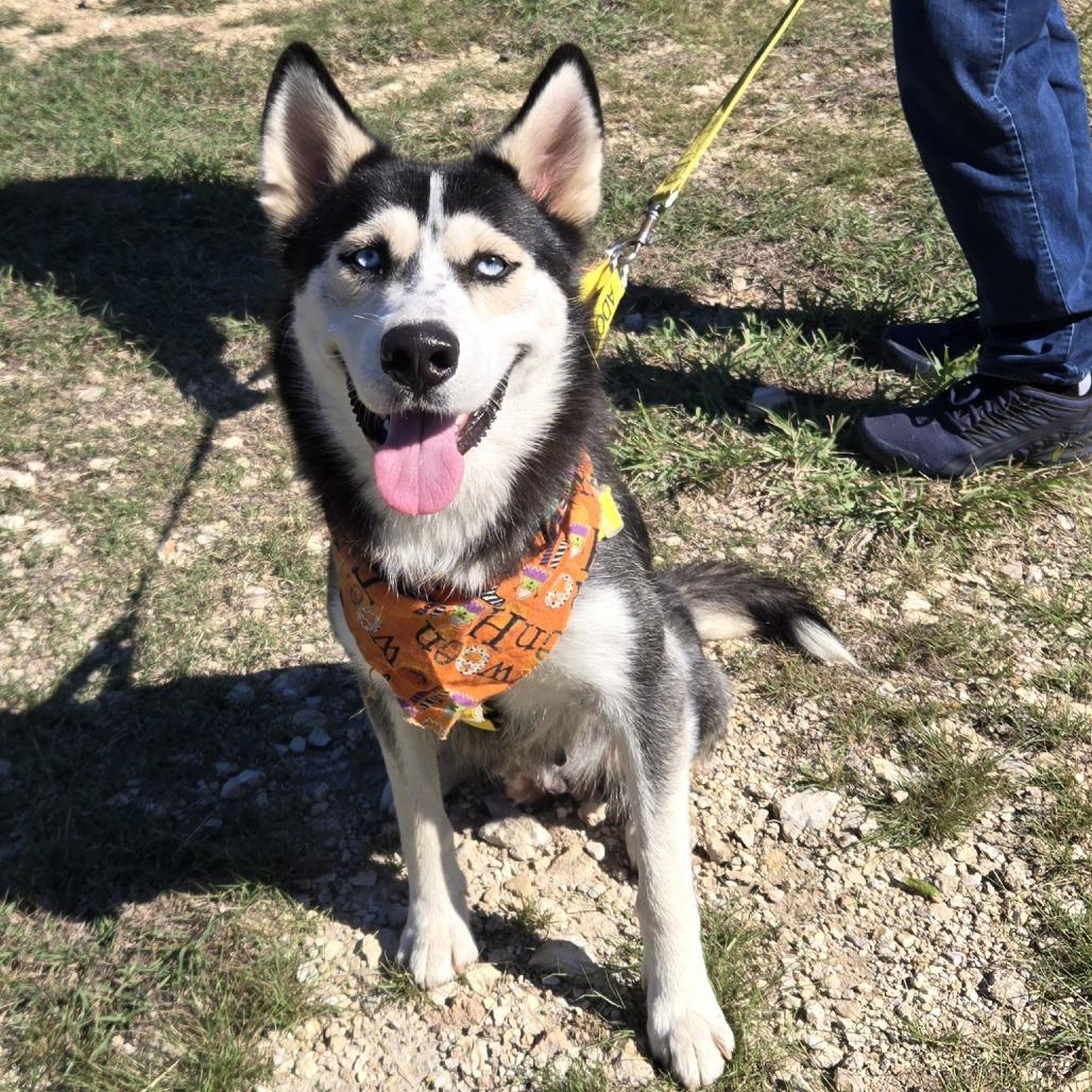 Enlarge Victoria, a Adoptable mixed breed in Leander, TX image 5/6