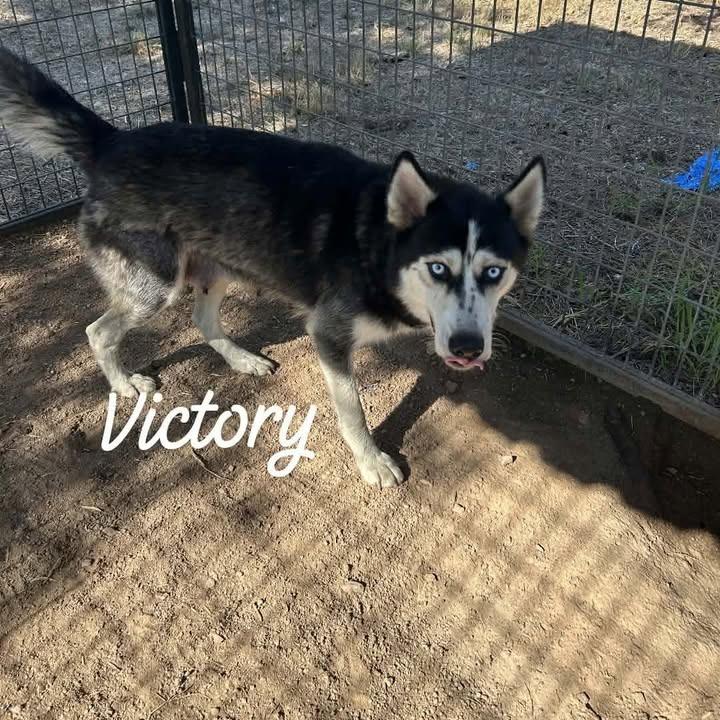 Enlarge Victoria, a Adoptable mixed breed in Leander, TX image 6/6
