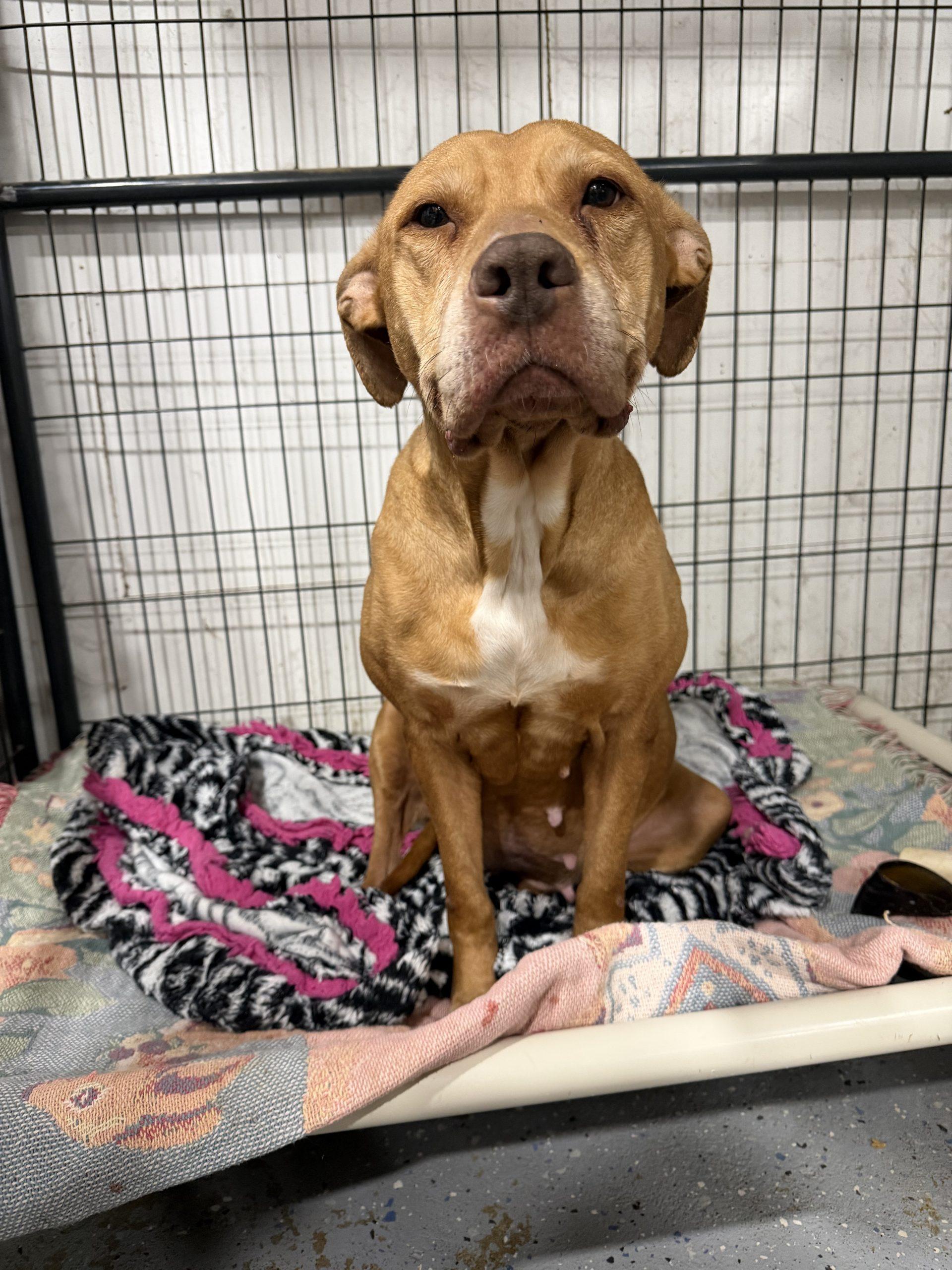 Mildred, Adoptable, Adult Female Mixed Breed & Mixed Breed.