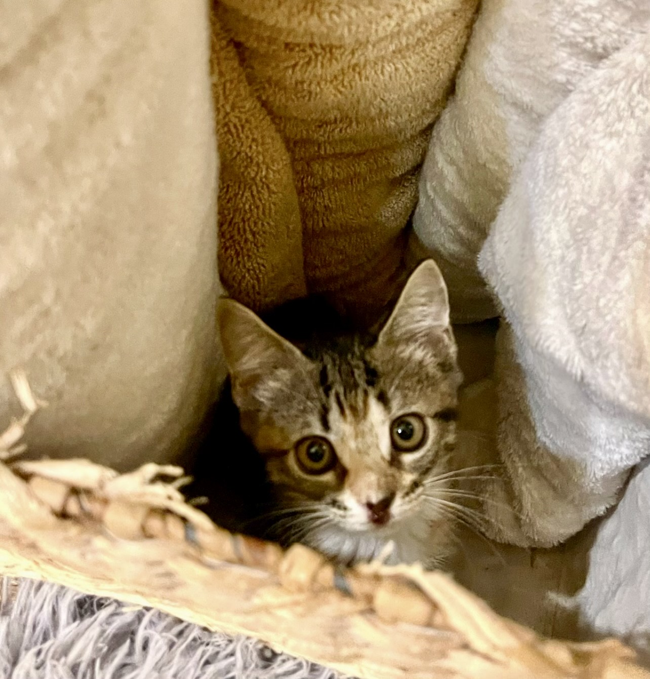 Cat for adoption TY, a Domestic Short Hair & Calico Mix in Boston, MA