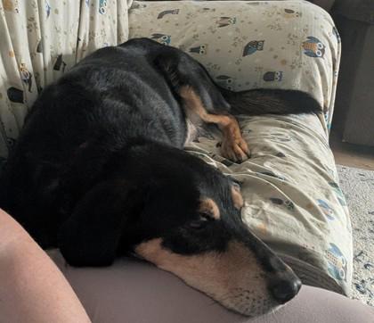 Enlarge Johnboy, a Adoptable mixed breed in Downers Grove, IL image 2/3