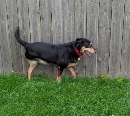 Enlarge Johnboy, a Adoptable mixed breed in Downers Grove, IL image 3/3