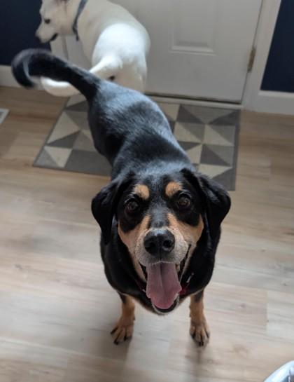Enlarge Johnboy, a Adoptable mixed breed in Downers Grove, IL image 1/3