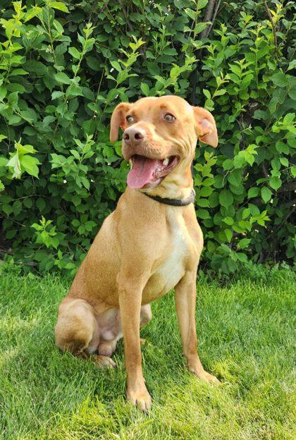 Perry, ADOPTABLE, Young Male Boxer.