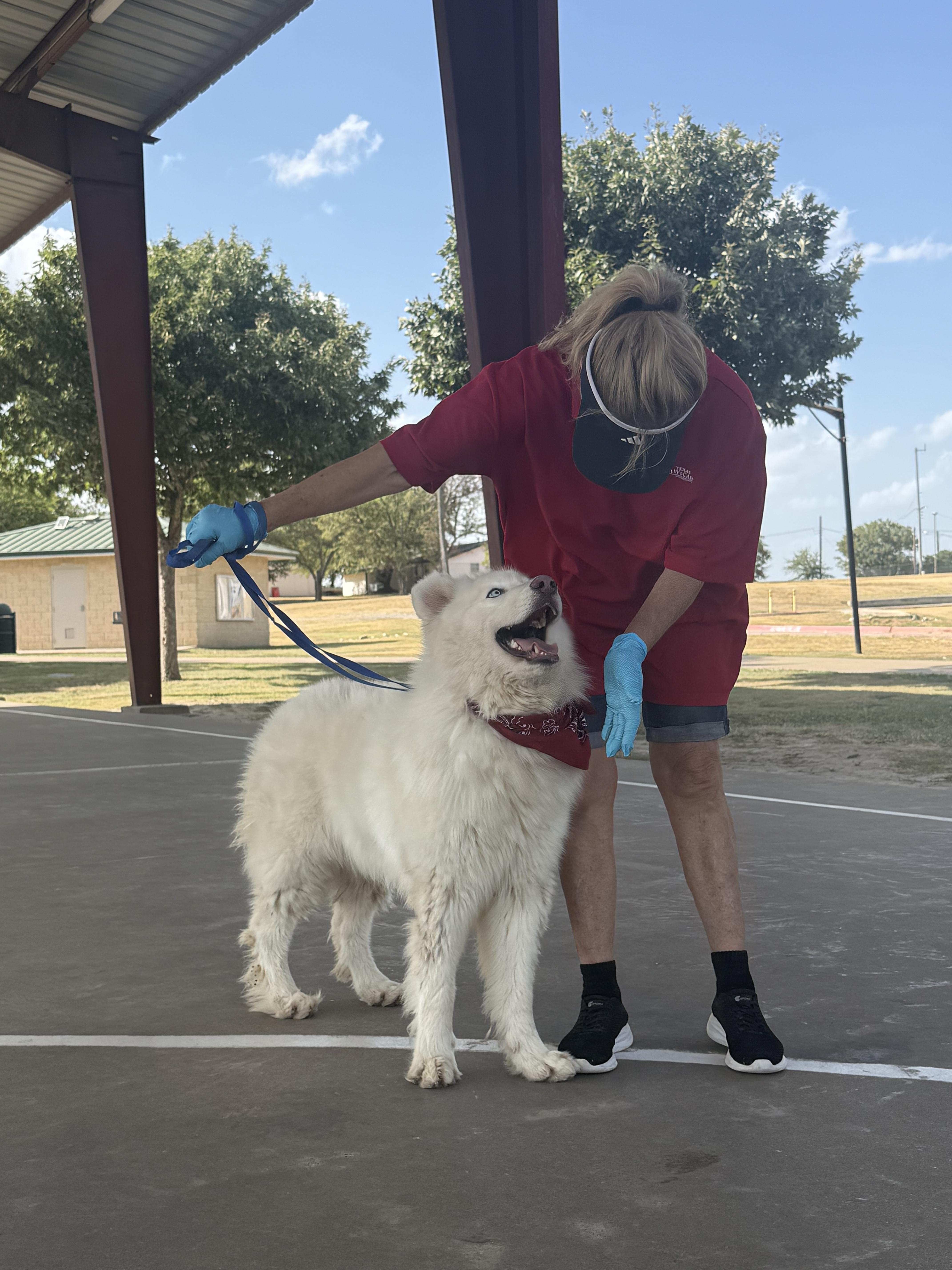 Enlarge Snowball, a Adoptable mixed breed in Haslet, TX image 4/4