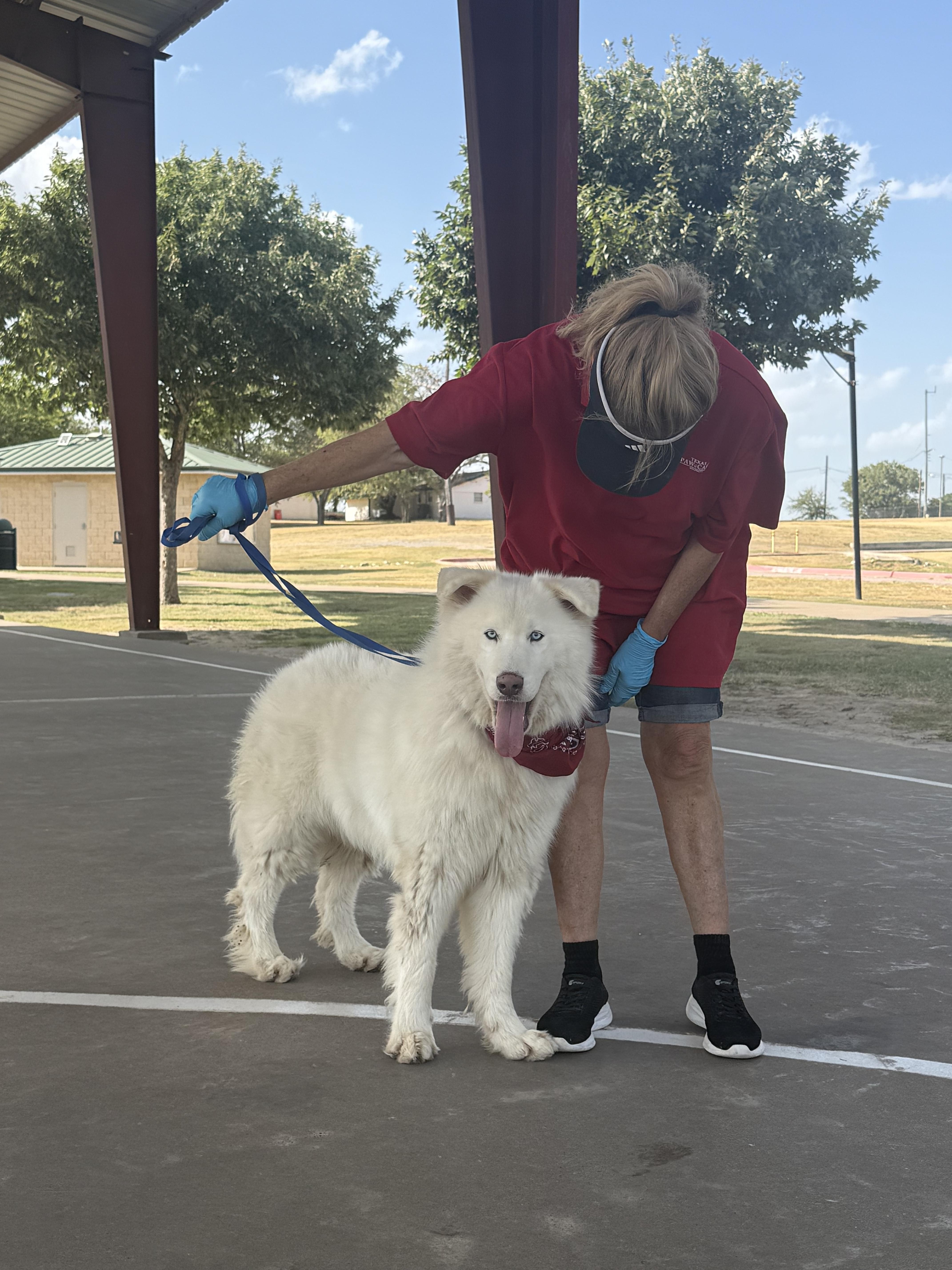 Enlarge Snowball, a Adoptable mixed breed in Haslet, TX image 2/4