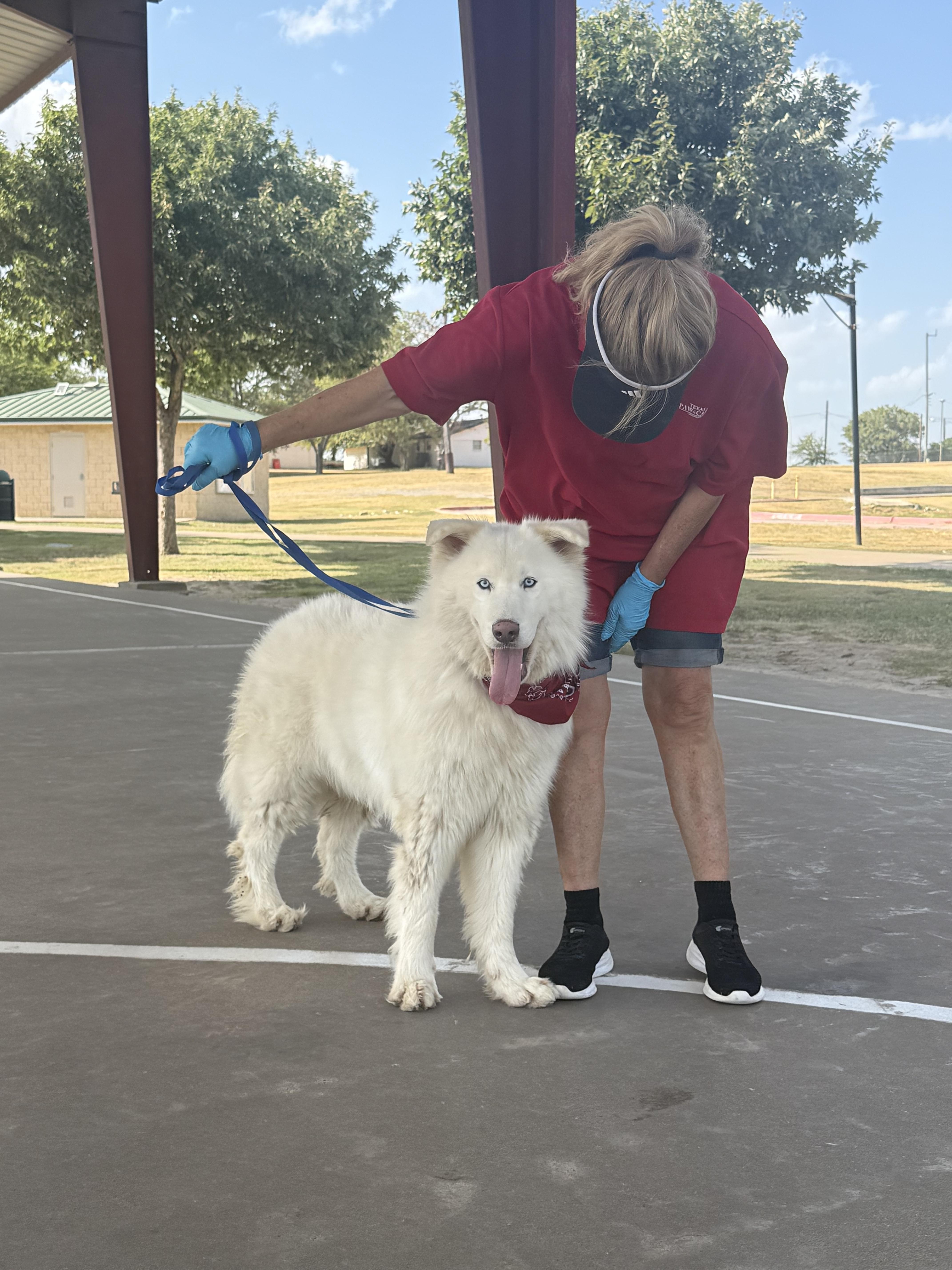 Enlarge Snowball, a Adoptable mixed breed in Haslet, TX image 3/4