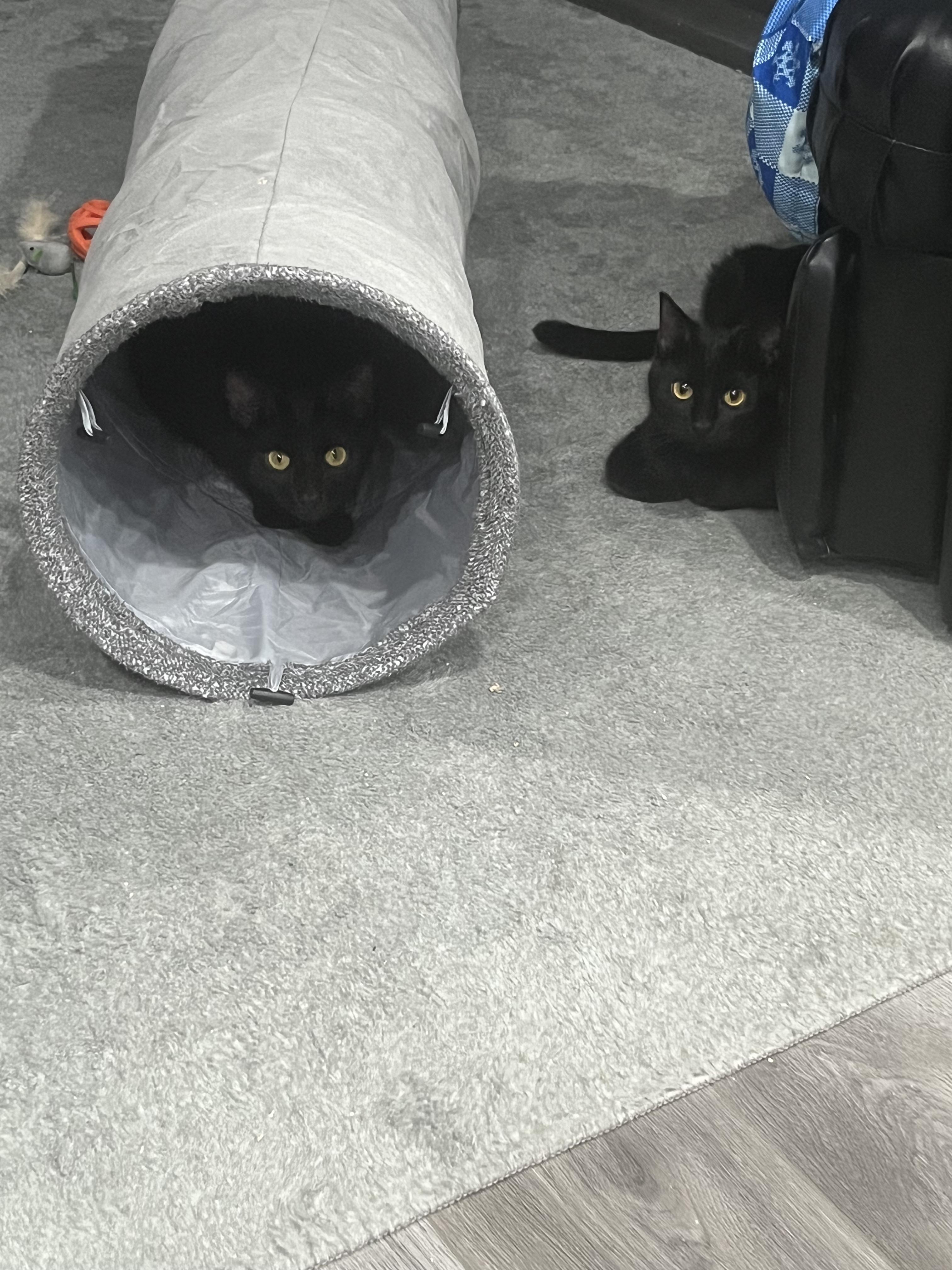 Enlarge Maple, a Adoptable Domestic Short Hair in Farmington, MN image 4/5