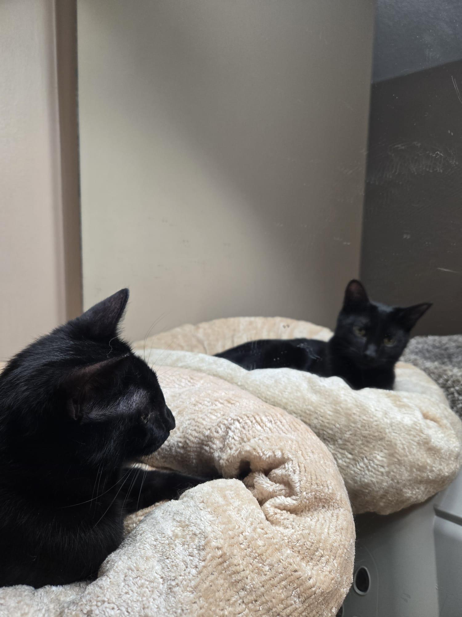 Enlarge Maple, a Adoptable Domestic Short Hair in Farmington, MN image 3/5