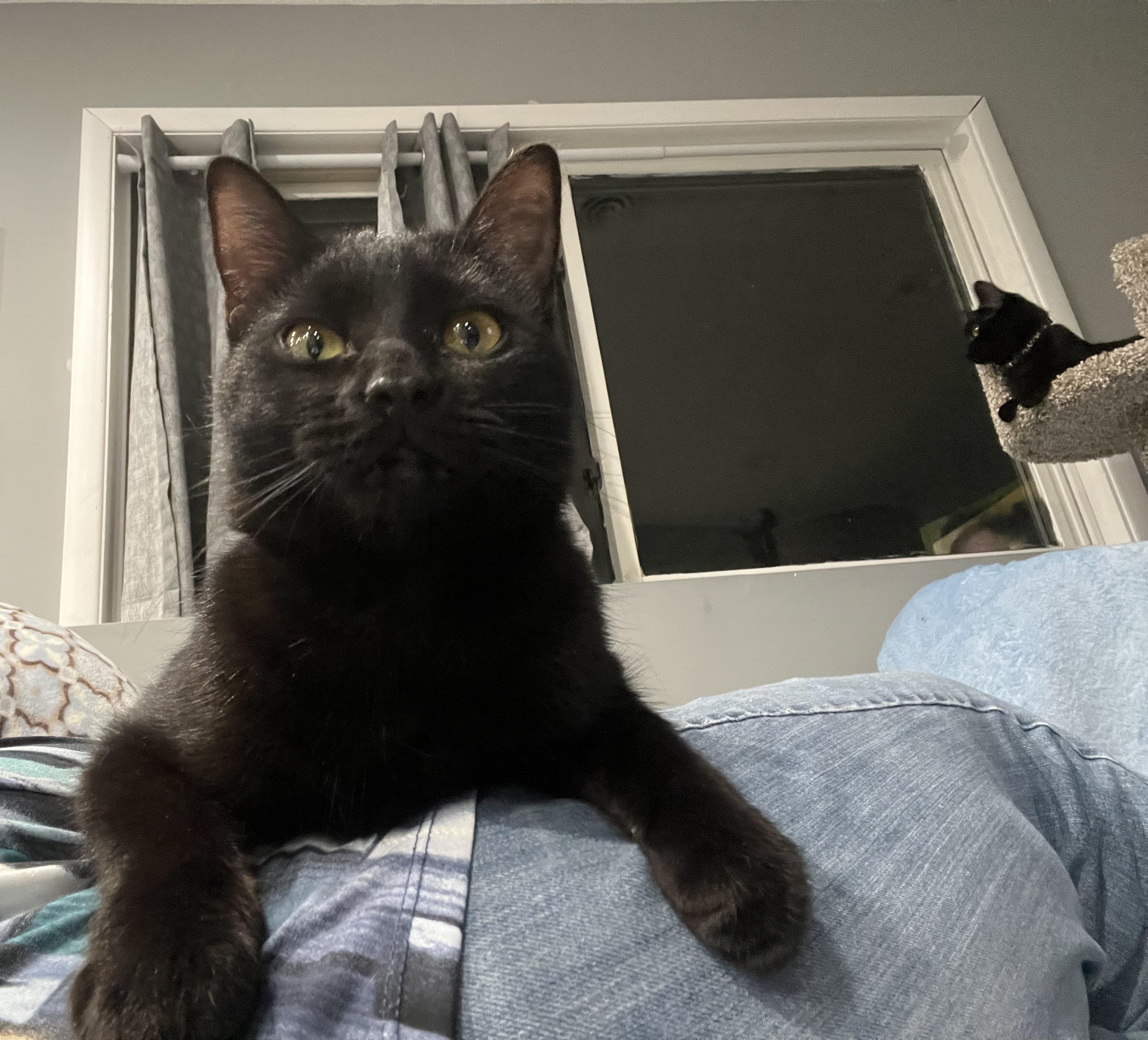 Enlarge Maple, a Adoptable Domestic Short Hair in Farmington, MN image 2/5