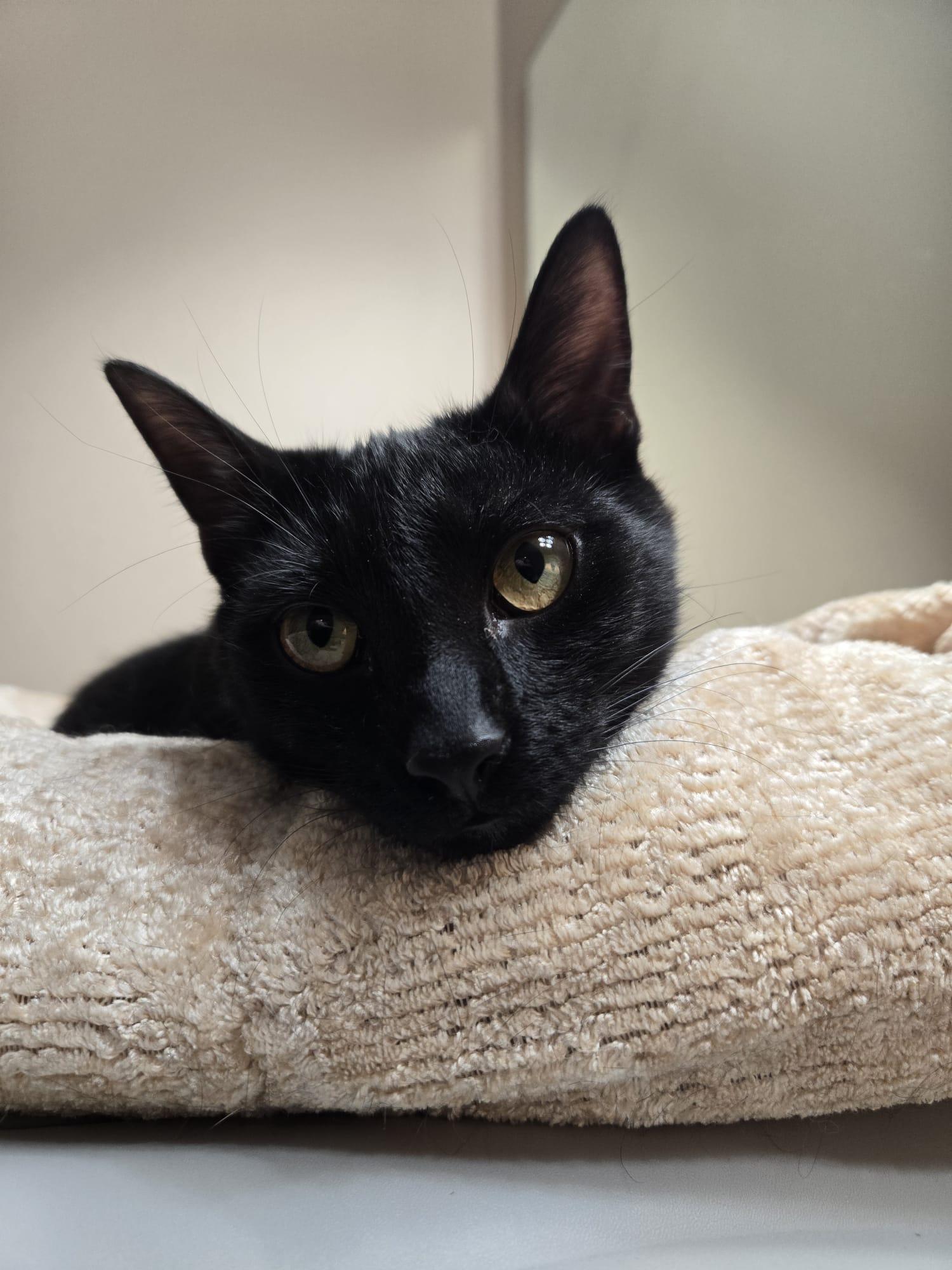 Maple, Adoptable, Kitten Female Domestic Short Hair.