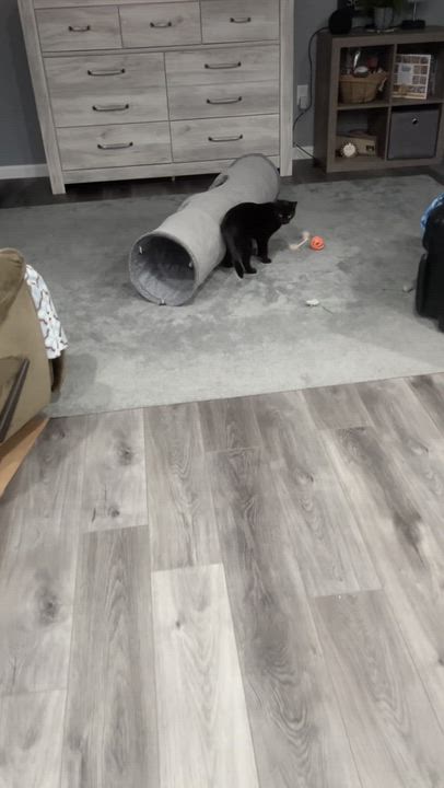 Enlarge Maple, a Adoptable Domestic Short Hair in Farmington, MN video 5/5