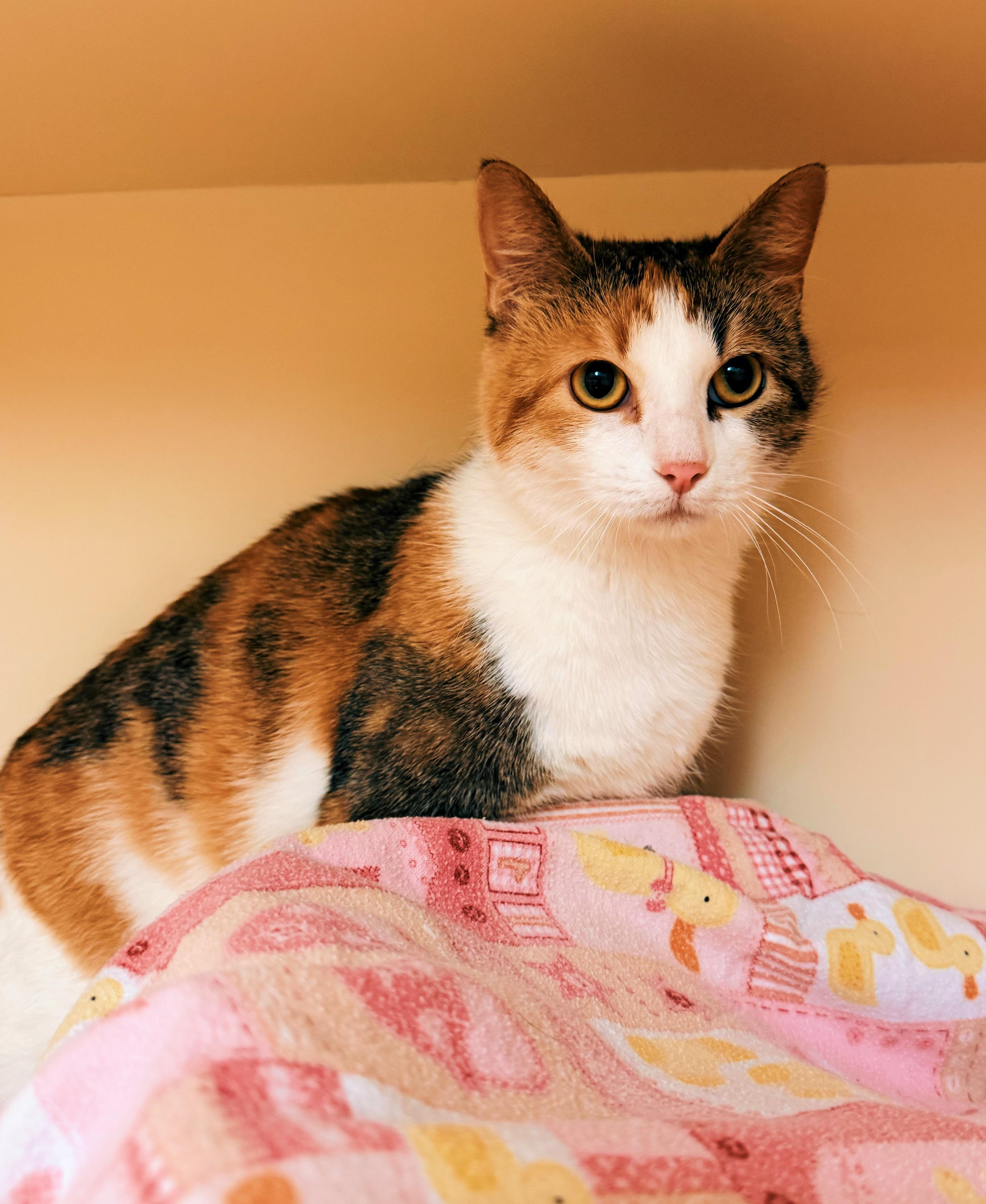 Enlarge Sweet Tea, a ADOPTABLE mixed breed in Hays, KS image 4/6