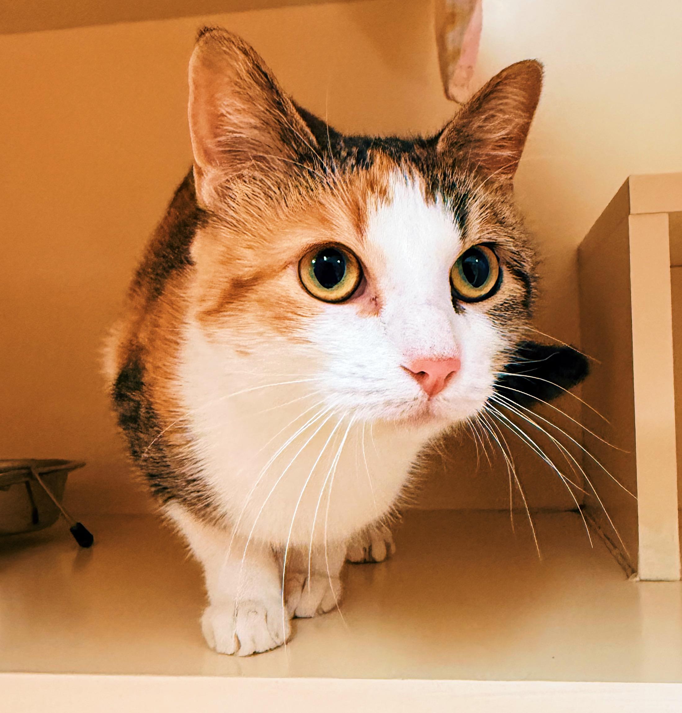 Enlarge Sweet Tea, a ADOPTABLE mixed breed in Hays, KS image 5/6