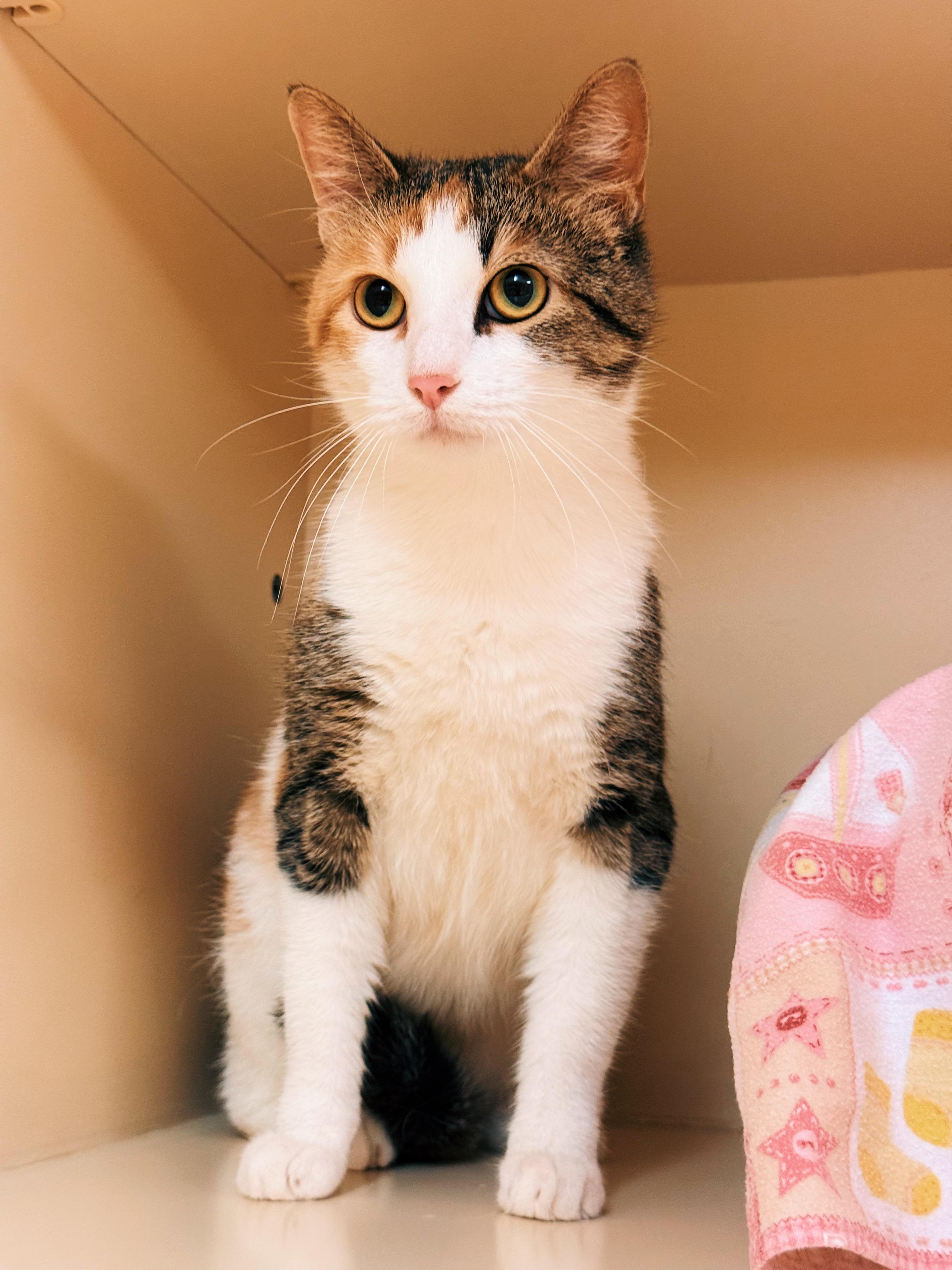 Enlarge Sweet Tea, a ADOPTABLE mixed breed in Hays, KS image 6/6