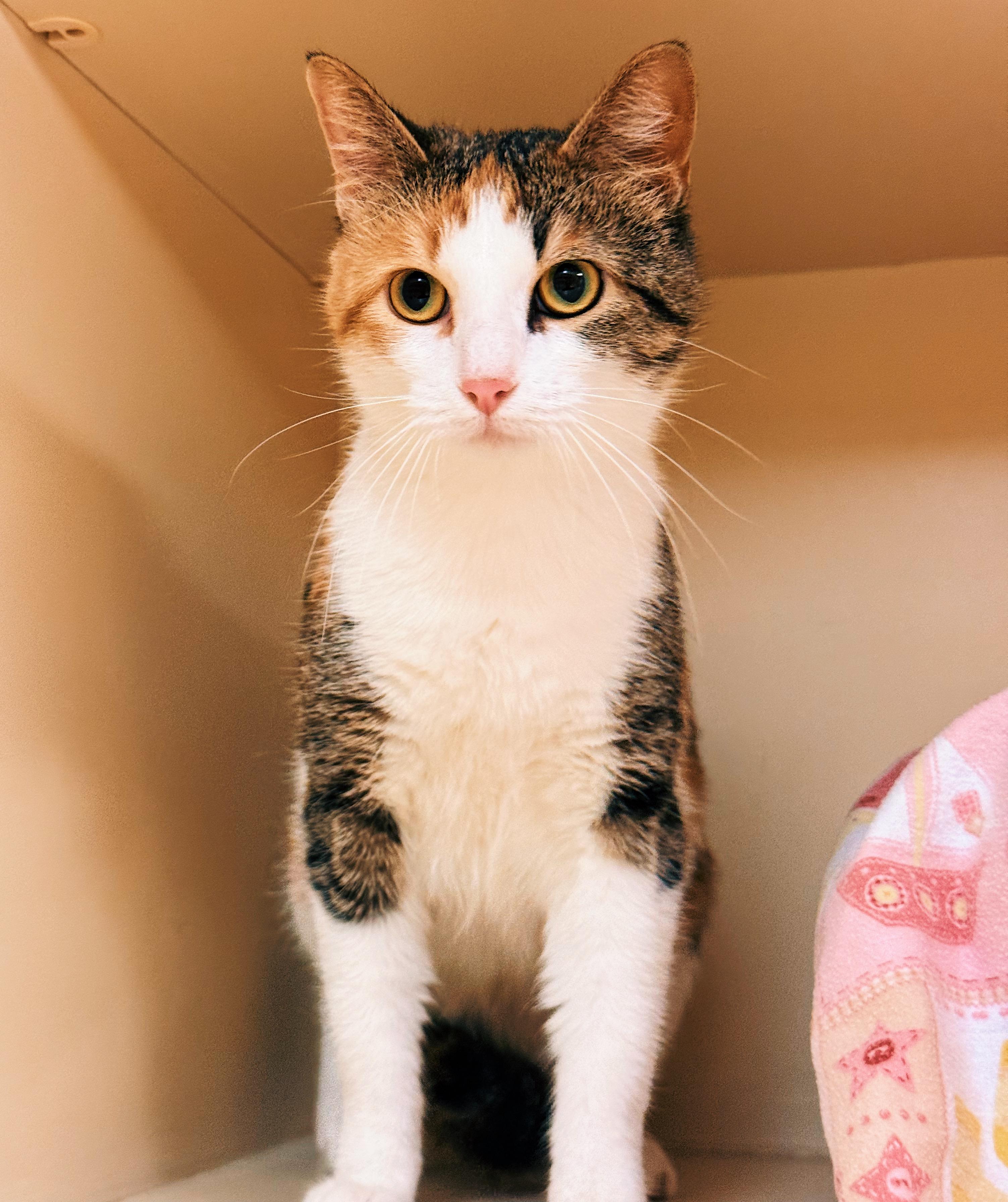 Enlarge Sweet Tea, a ADOPTABLE mixed breed in Hays, KS image 3/6