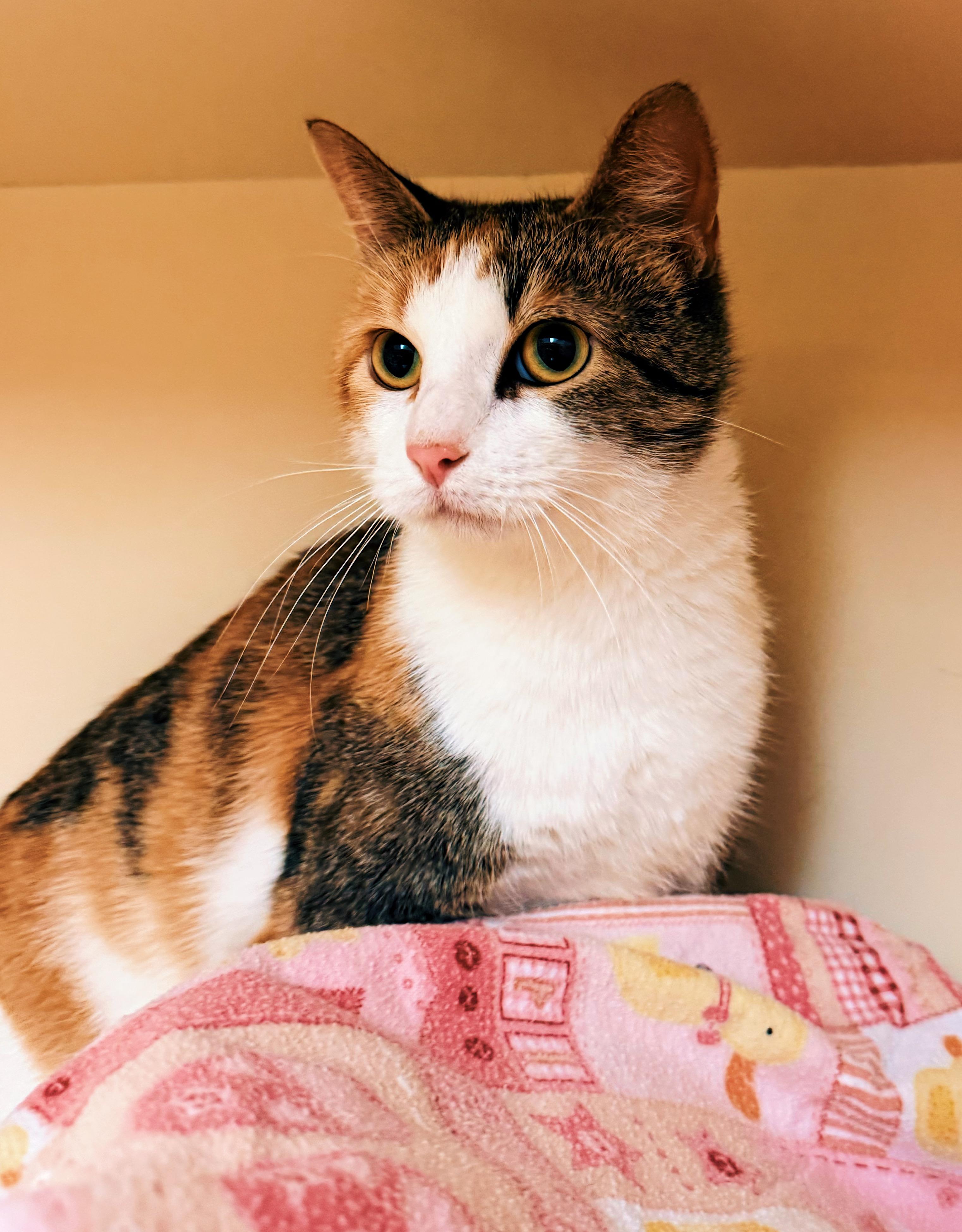 Sweet Tea, ADOPTABLE, Adult Female Domestic Short Hair.