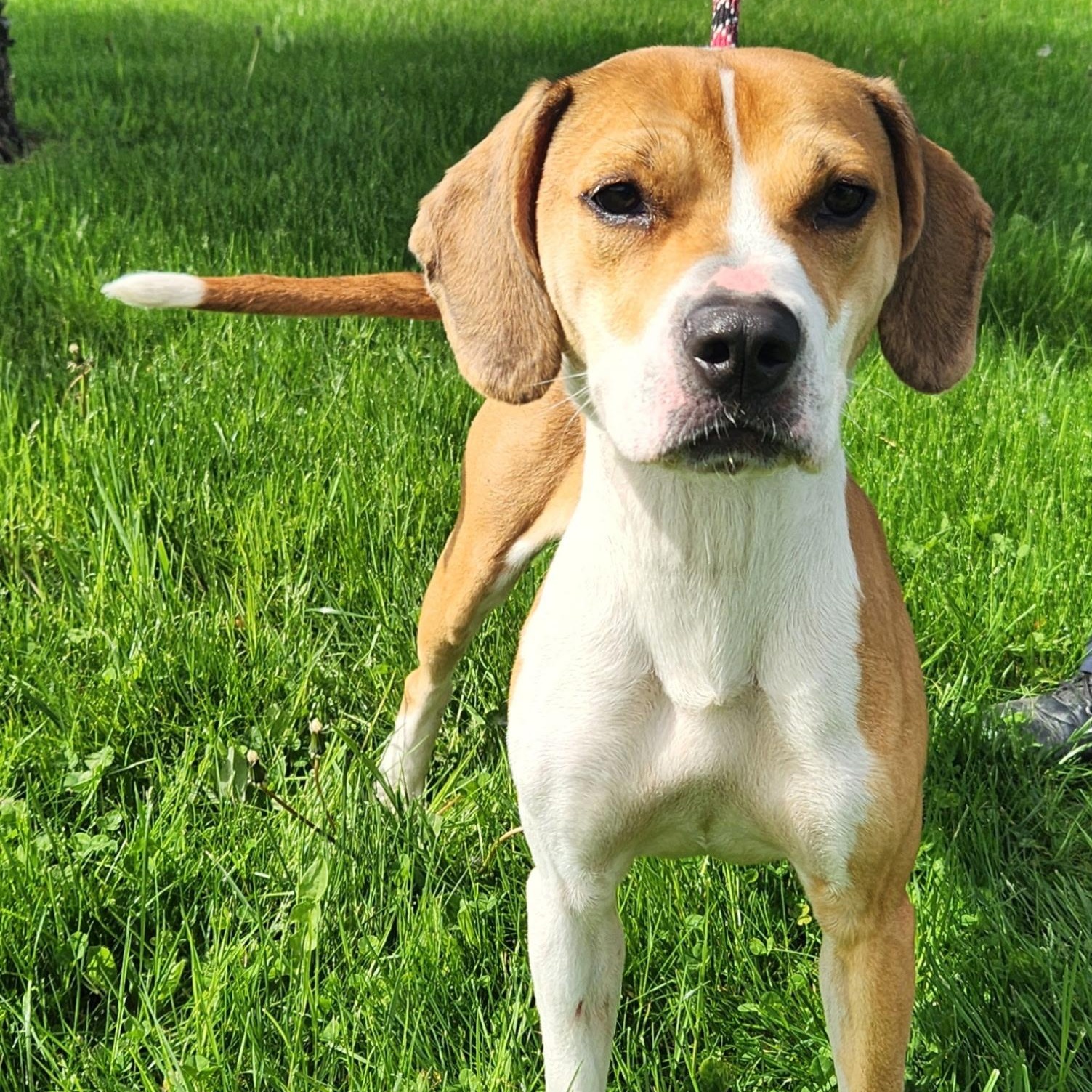 Lily, adopted, Adult Female Beagle.