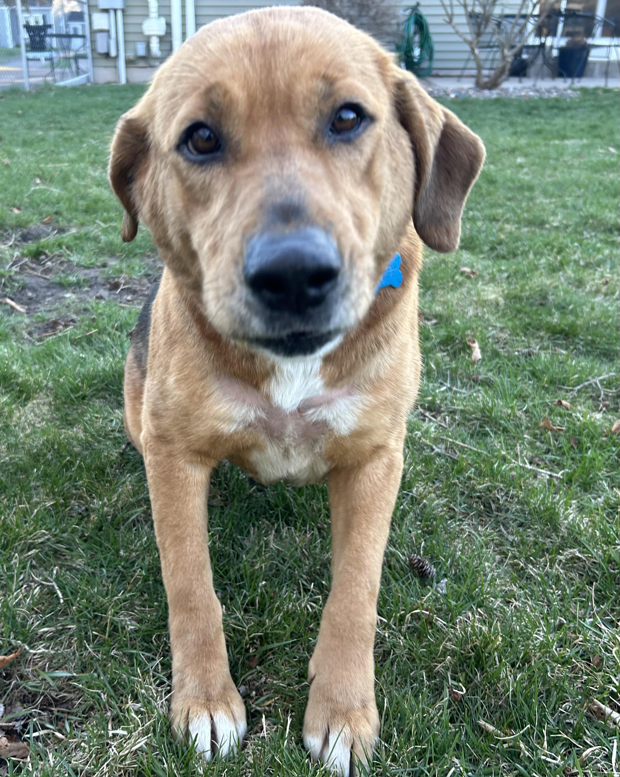 Enlarge Ruthie, a ADOPTABLE mixed breed in Minneapolis, MN image 5/6