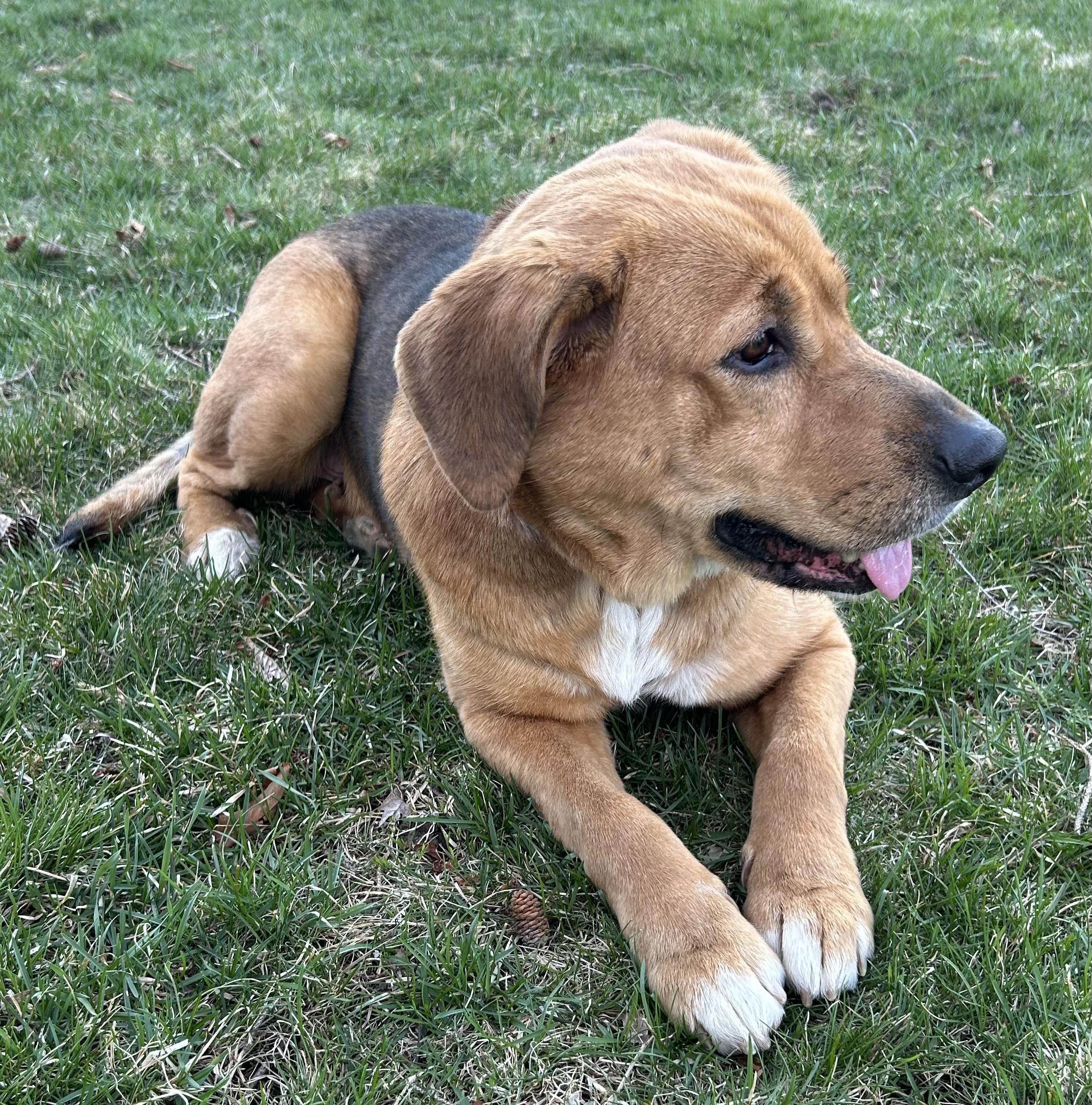 Enlarge Ruthie, a ADOPTABLE mixed breed in Minneapolis, MN image 3/6