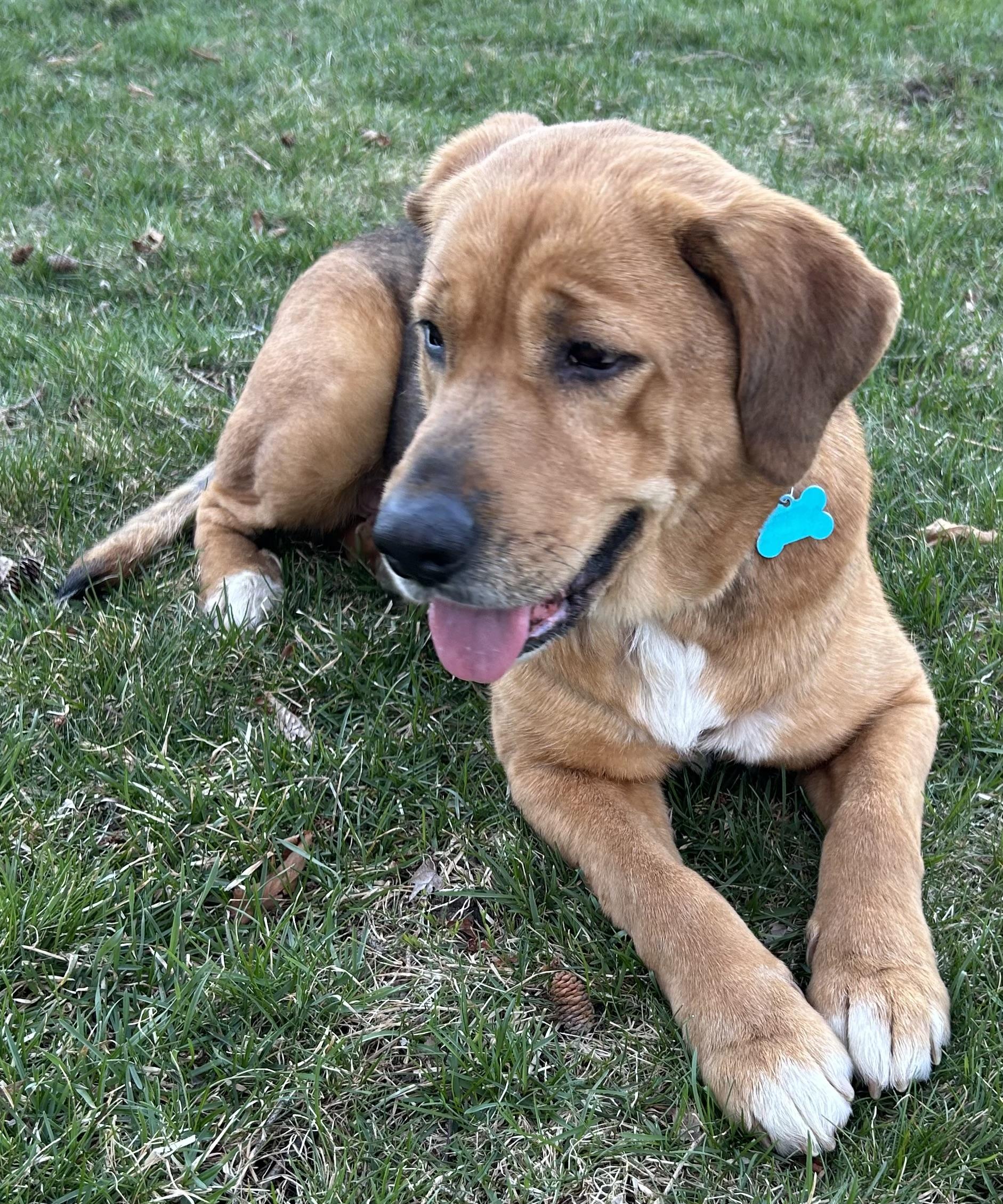 Enlarge Ruthie, a ADOPTABLE mixed breed in Minneapolis, MN image 2/6