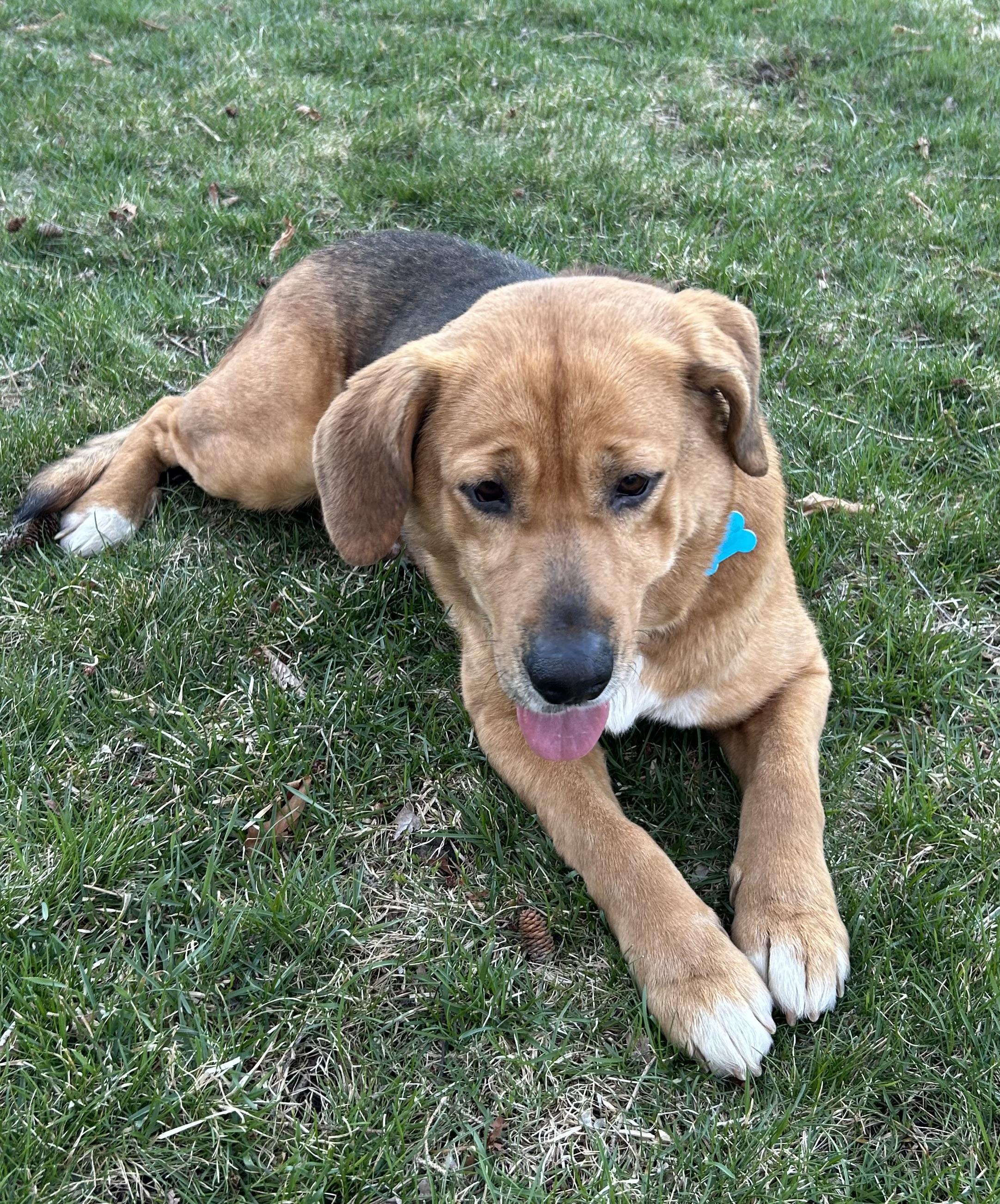 Enlarge Ruthie, a ADOPTABLE mixed breed in Minneapolis, MN image 4/6