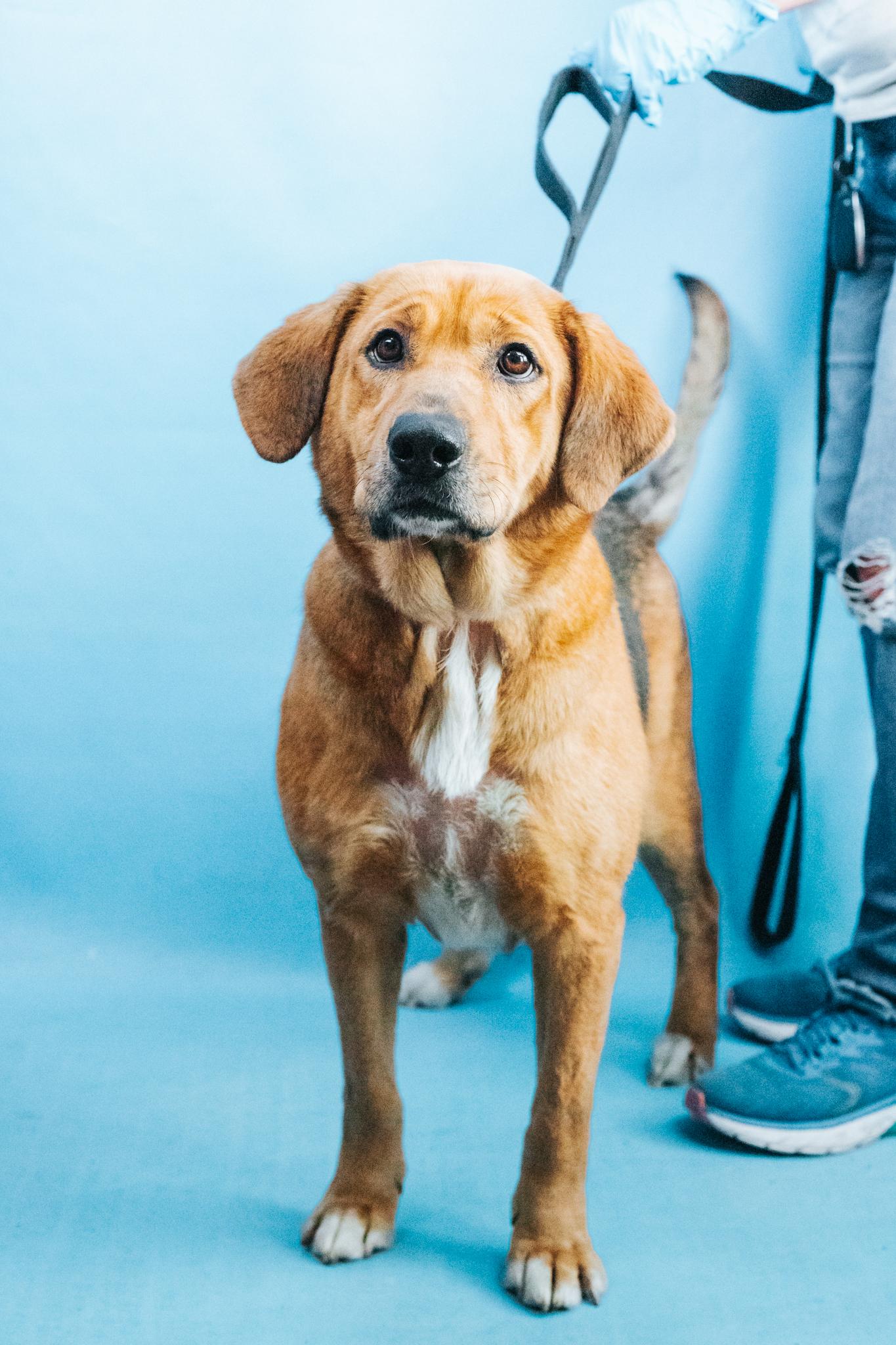 Enlarge Ruthie, a ADOPTABLE mixed breed in Minneapolis, MN image 6/6