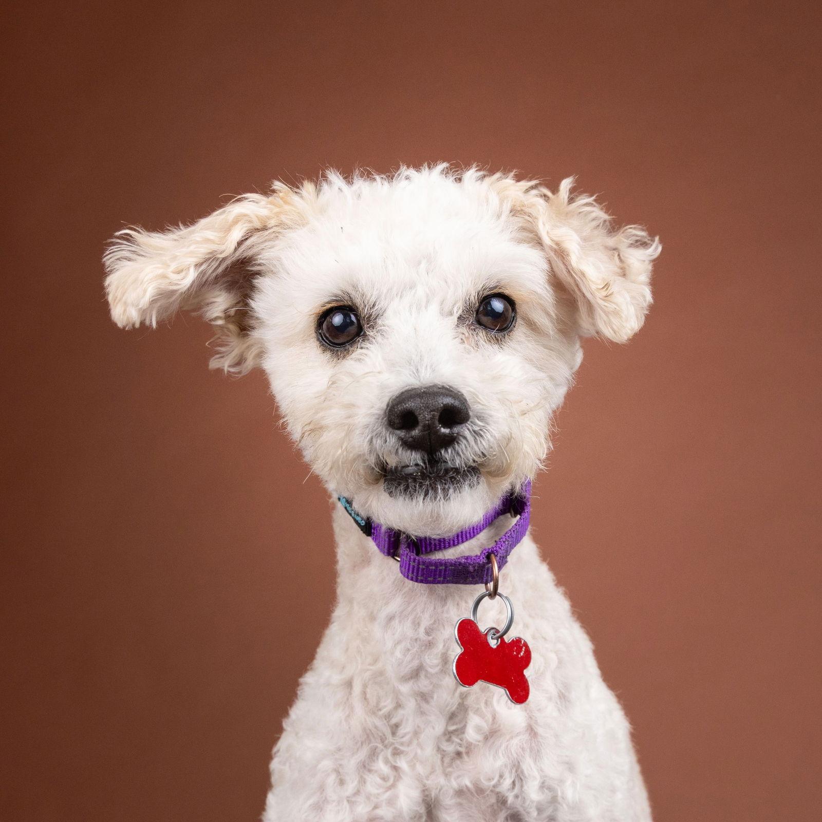Bob Marley, a Adoptable Poodle in Palo Alto, CA image 1/3
