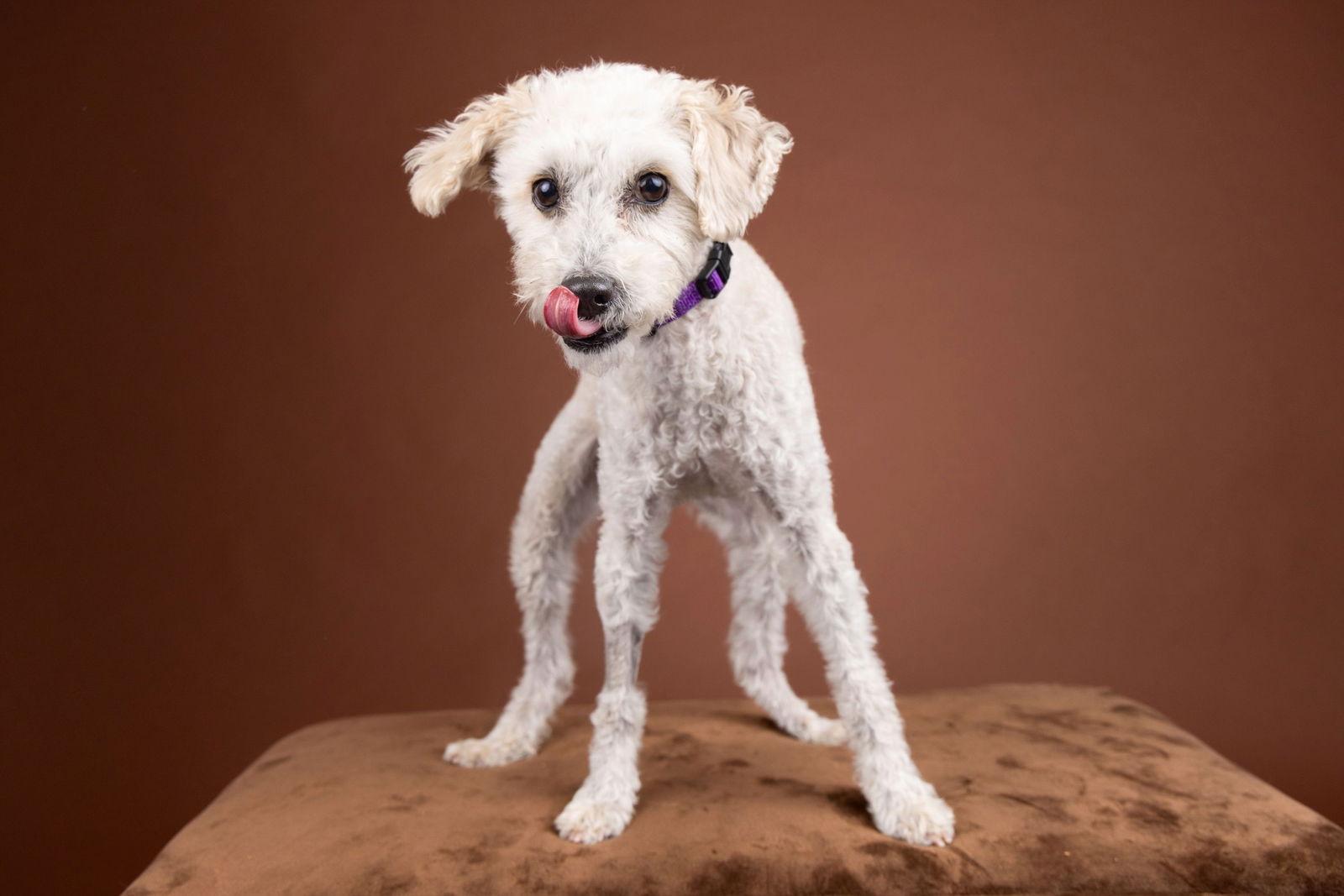 Bob Marley, a Adoptable Poodle in Palo Alto, CA image 2/3