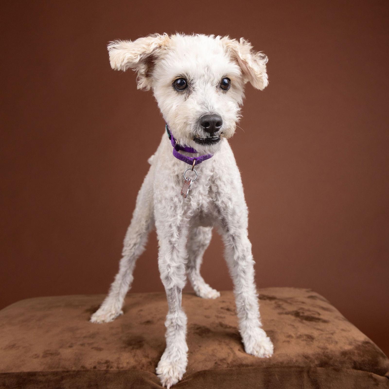 Bob Marley, a Adoptable Poodle in Palo Alto, CA image 3/3