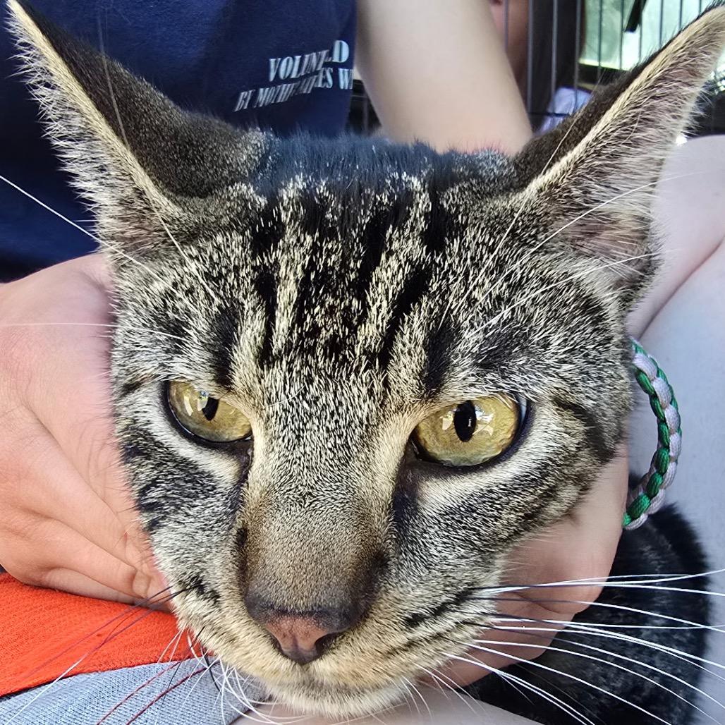 Ziggy, Adoptable, Young Male Domestic Short Hair.