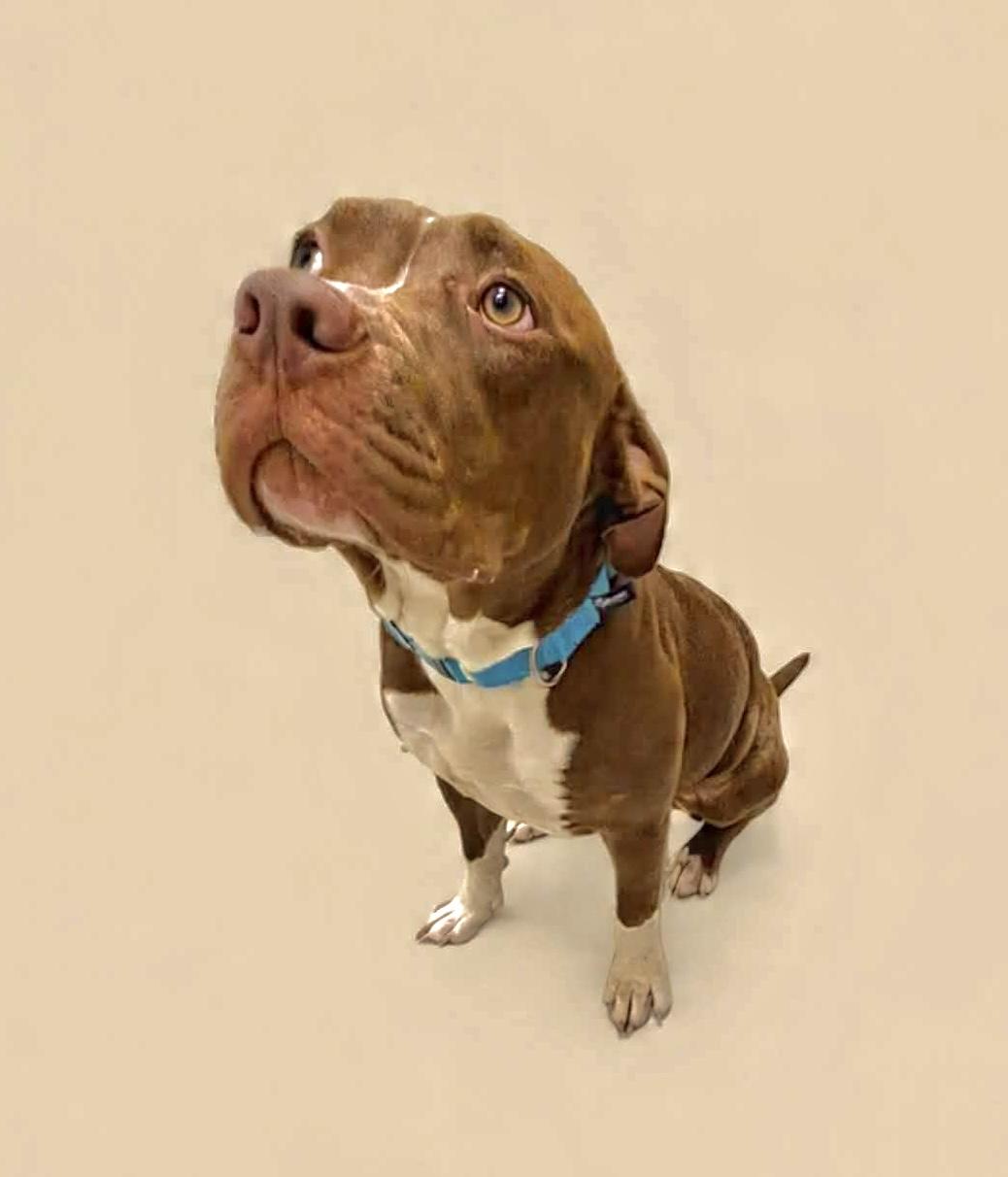 Enlarge Franklin, a ADOPTABLE Pit Bull Terrier in Ashland, OH image 1/1