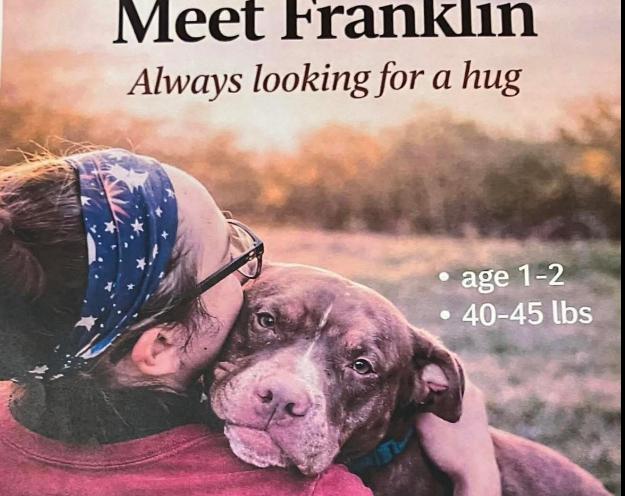 Franklin, ADOPTABLE, Young Male Pit Bull Terrier.