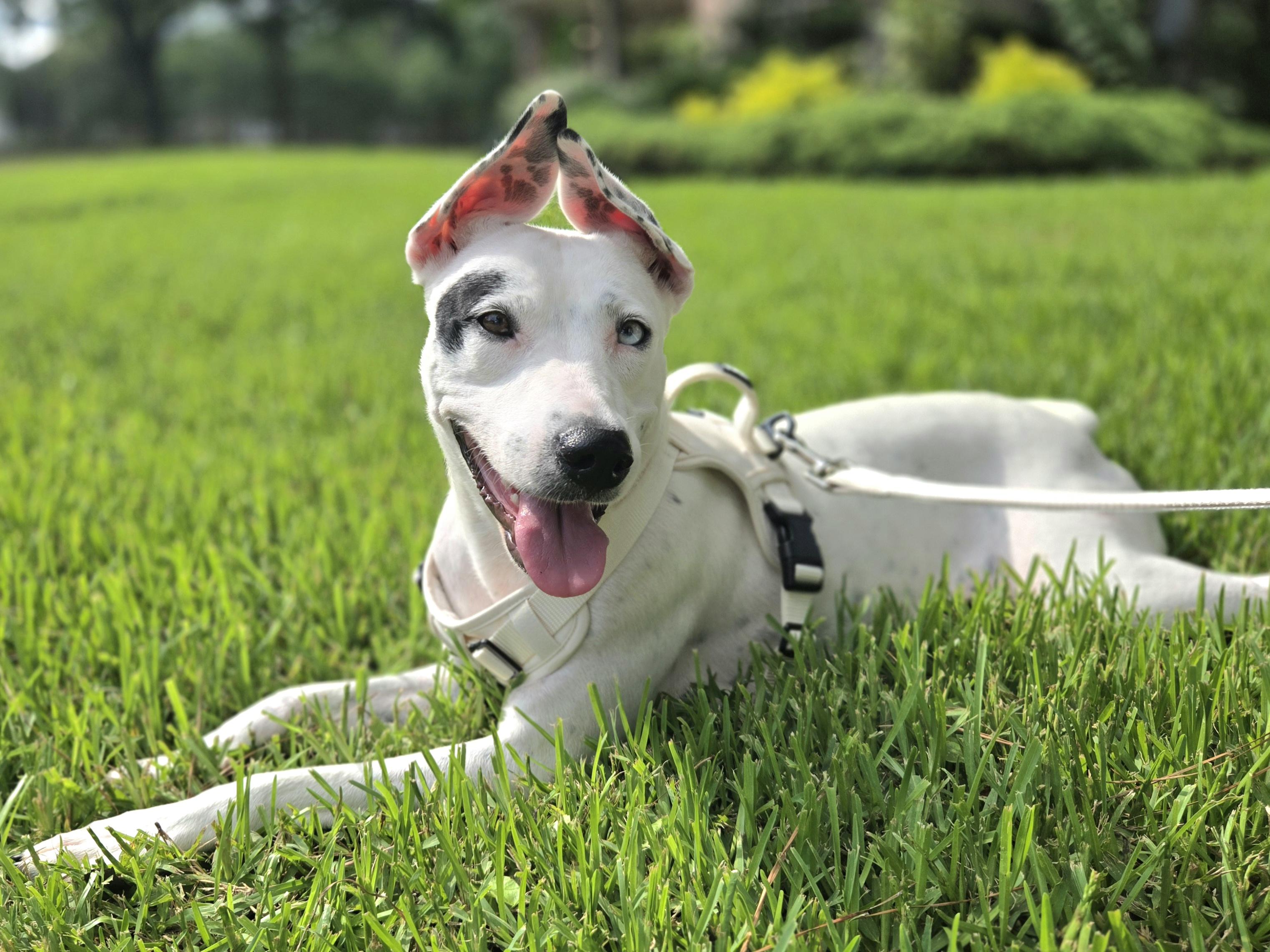 Enlarge Ahsoka, a ADOPTABLE mixed breed in Cypress, TX image 1/5