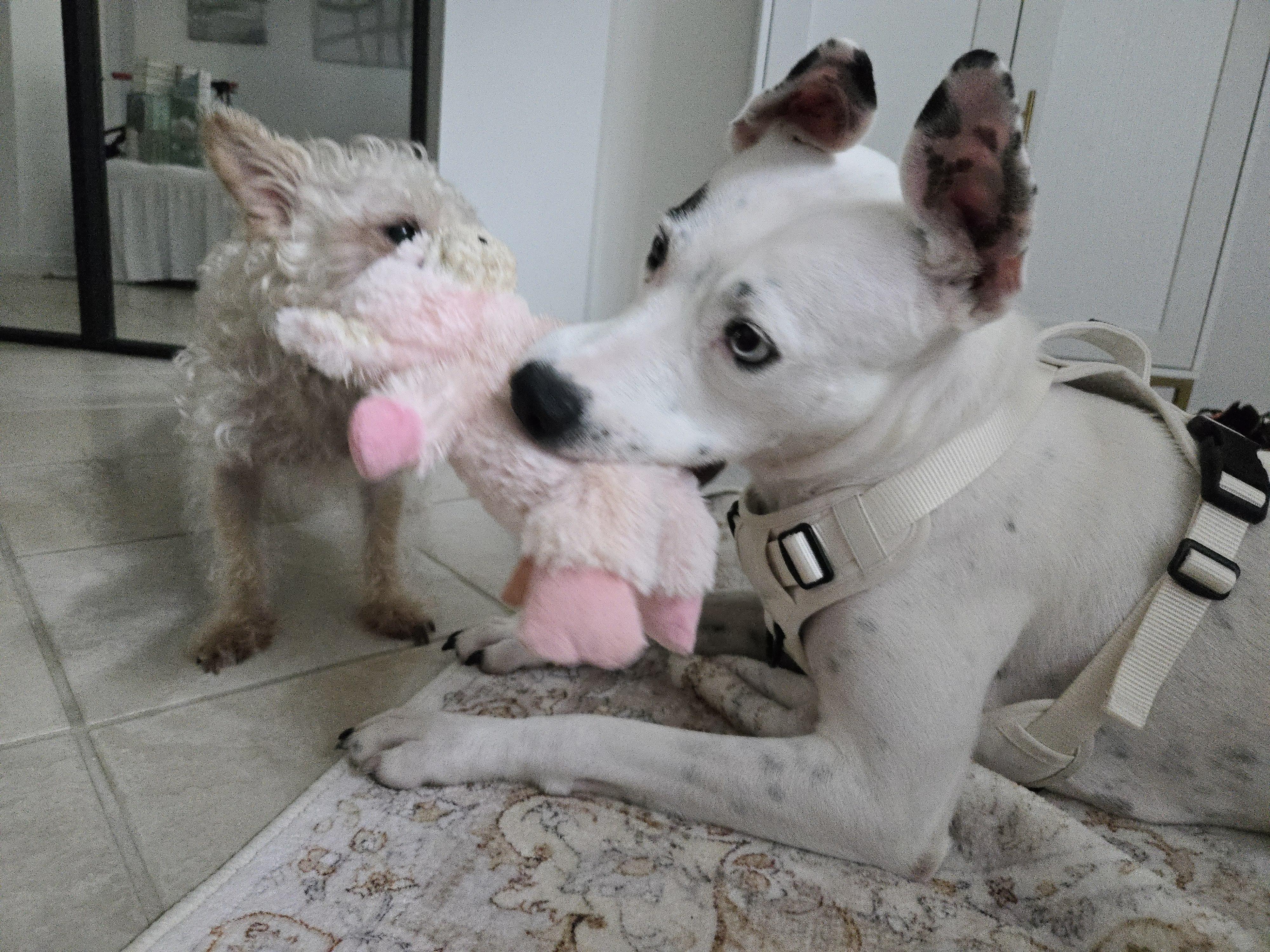 Enlarge Ahsoka, a ADOPTABLE mixed breed in Cypress, TX image 4/5
